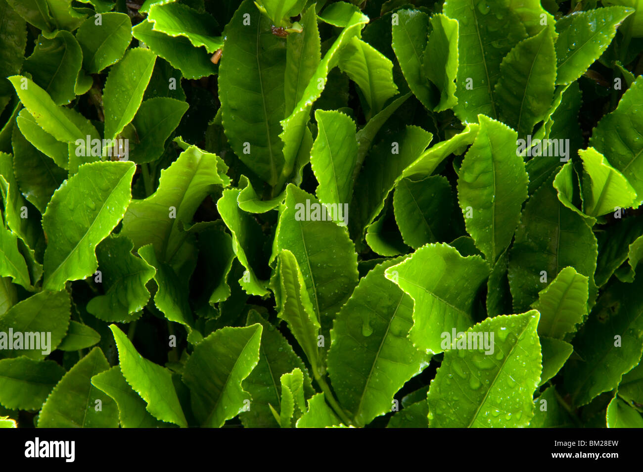 Primo piano di foglie di tè verde che cresce sull'Makinohara la piantagione di tè a Shizuoka, Giappone Foto Stock