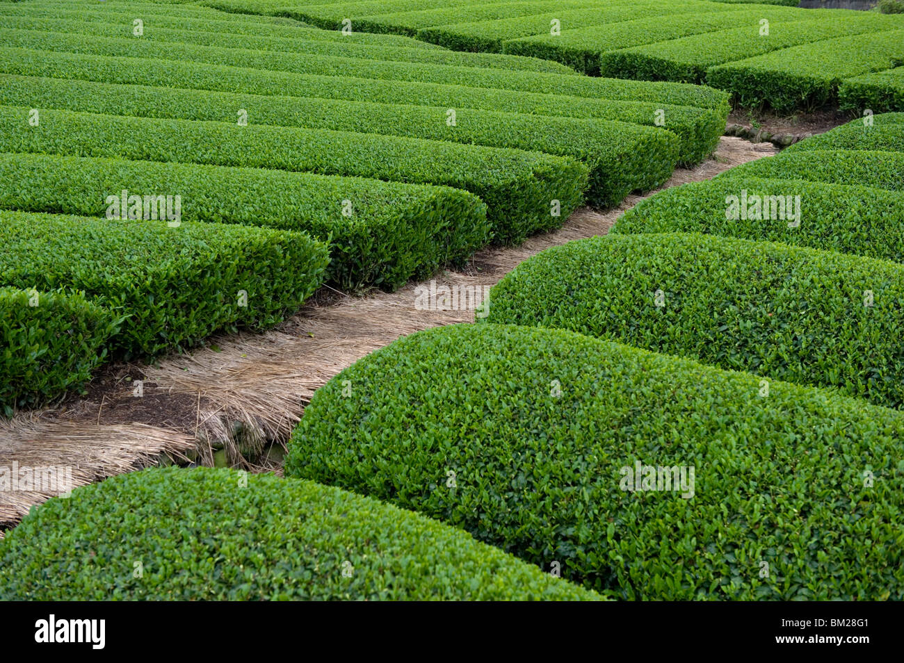 Righe del tè verde cespugli crescono su Makinohara piantagioni di tè in Shizuoka, Giappone Foto Stock