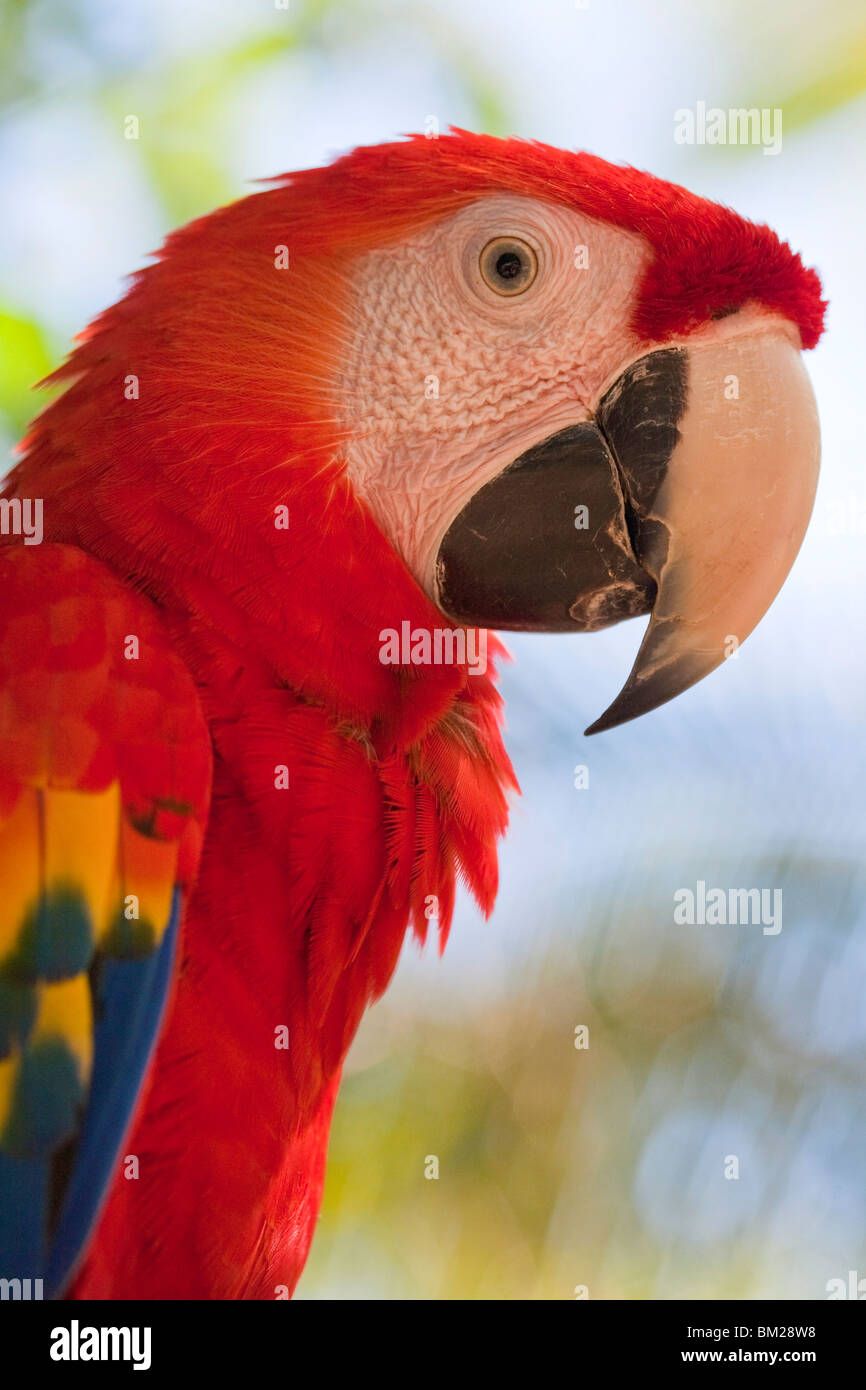 Scarlet Macaw, Roatan, isole di Bay, Honduras Foto Stock