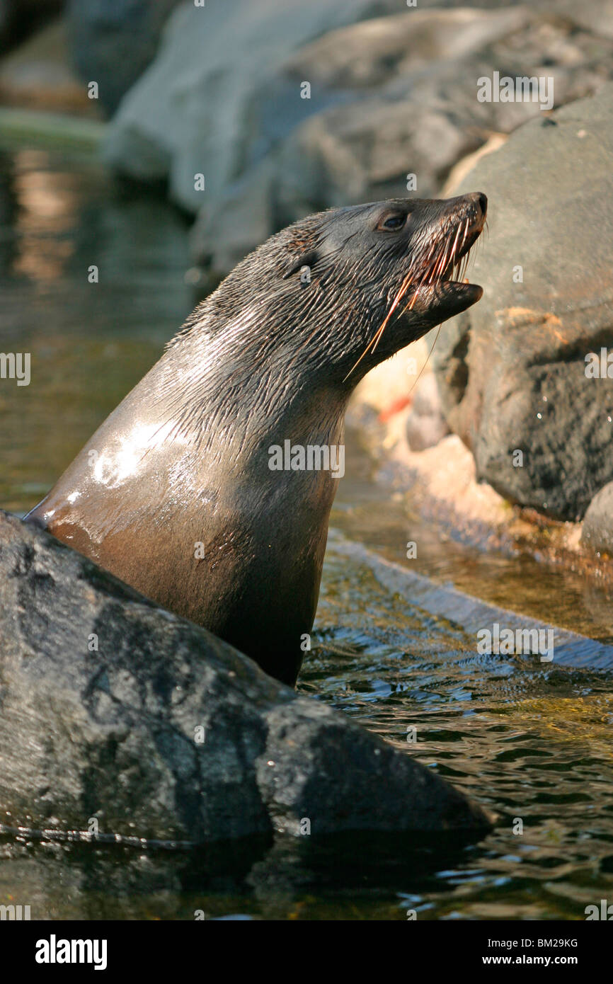 Ohrenrobbe / guarnizione Foto Stock