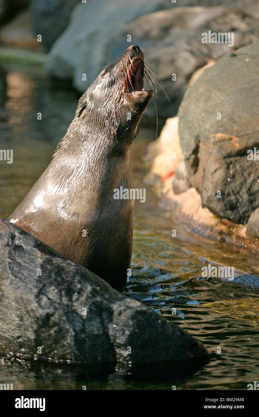 Ohrenrobbe / guarnizione Foto Stock