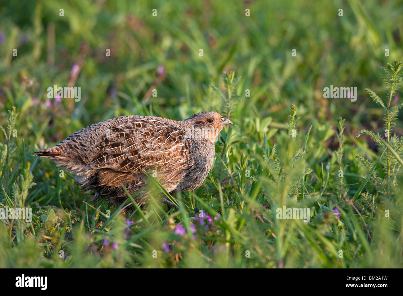 La Starna (Perdix perdix) femmina in campo, Germania Foto Stock