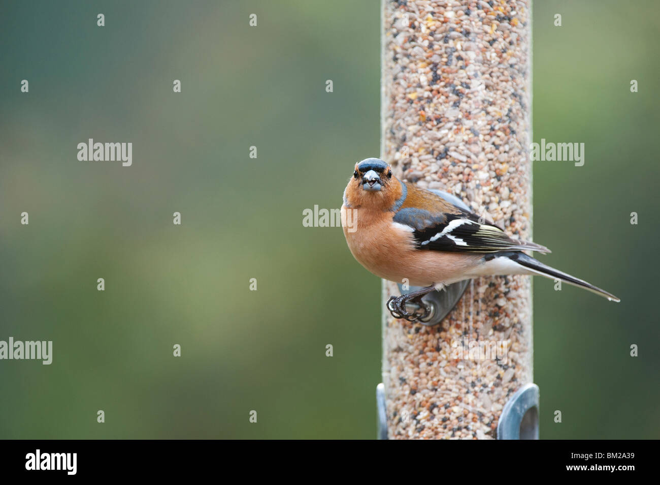 Fringilla Coelebs. Fringuello Maschio alimentazione su un uccello alimentatore di sementi Foto Stock