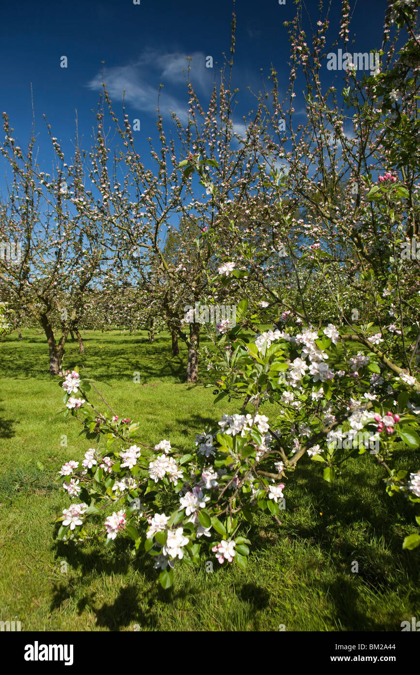 Regno Unito, Inghilterra, Herefordshire, Putley Dragon Orchard, sidro meli in fiore di maggio Foto Stock