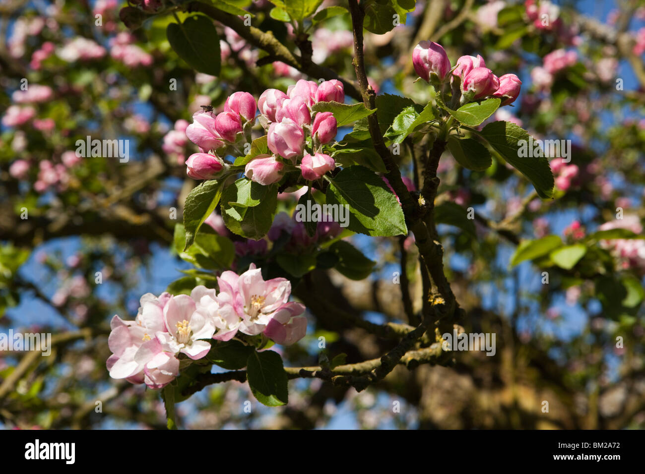 Regno Unito, Inghilterra, Herefordshire, Putley Dragon Orchard, insetti impollinatori sidro albero apple blossom nel bud Foto Stock