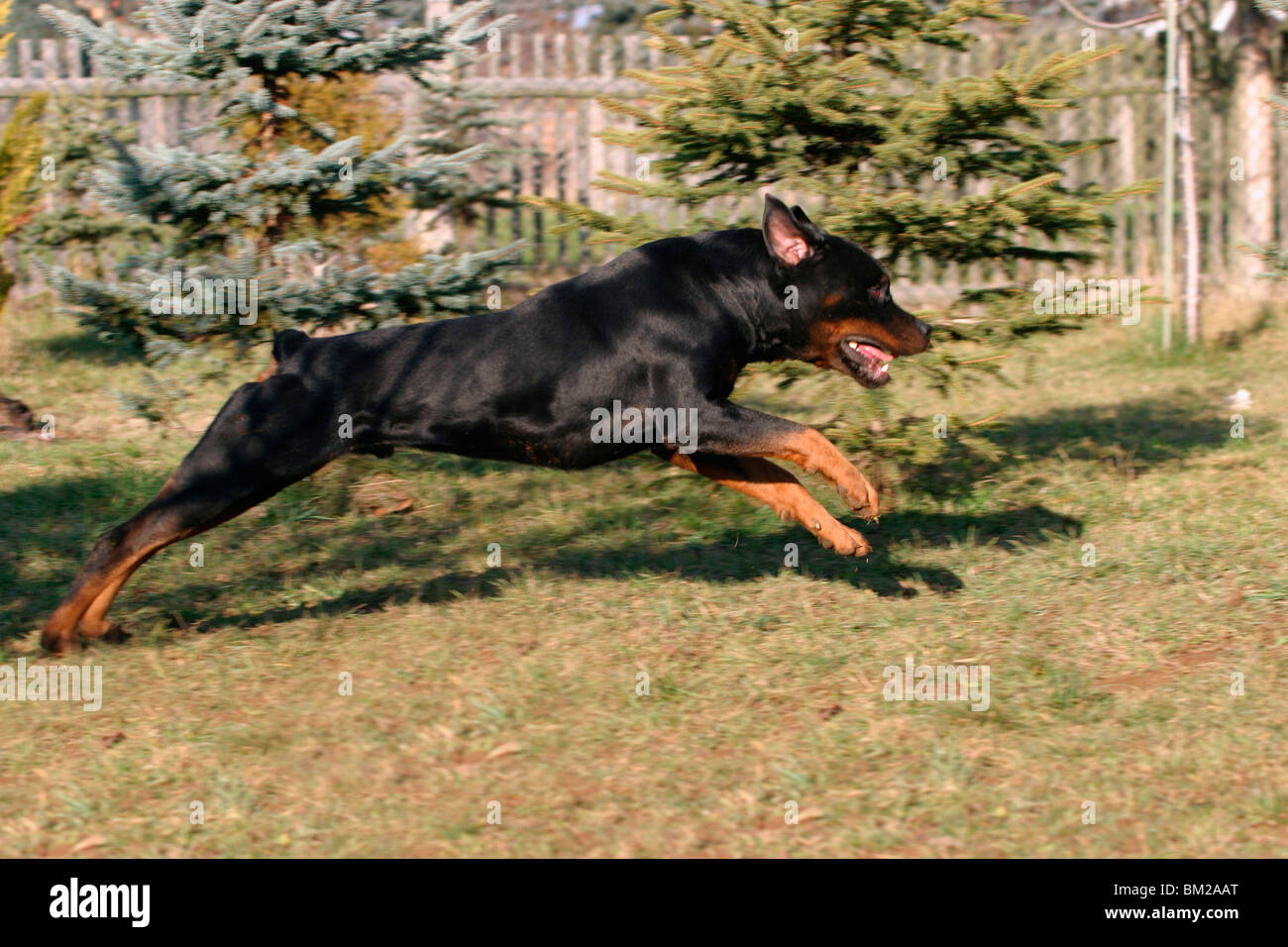 Rennender Rottweiler / running Rottweiler Foto Stock