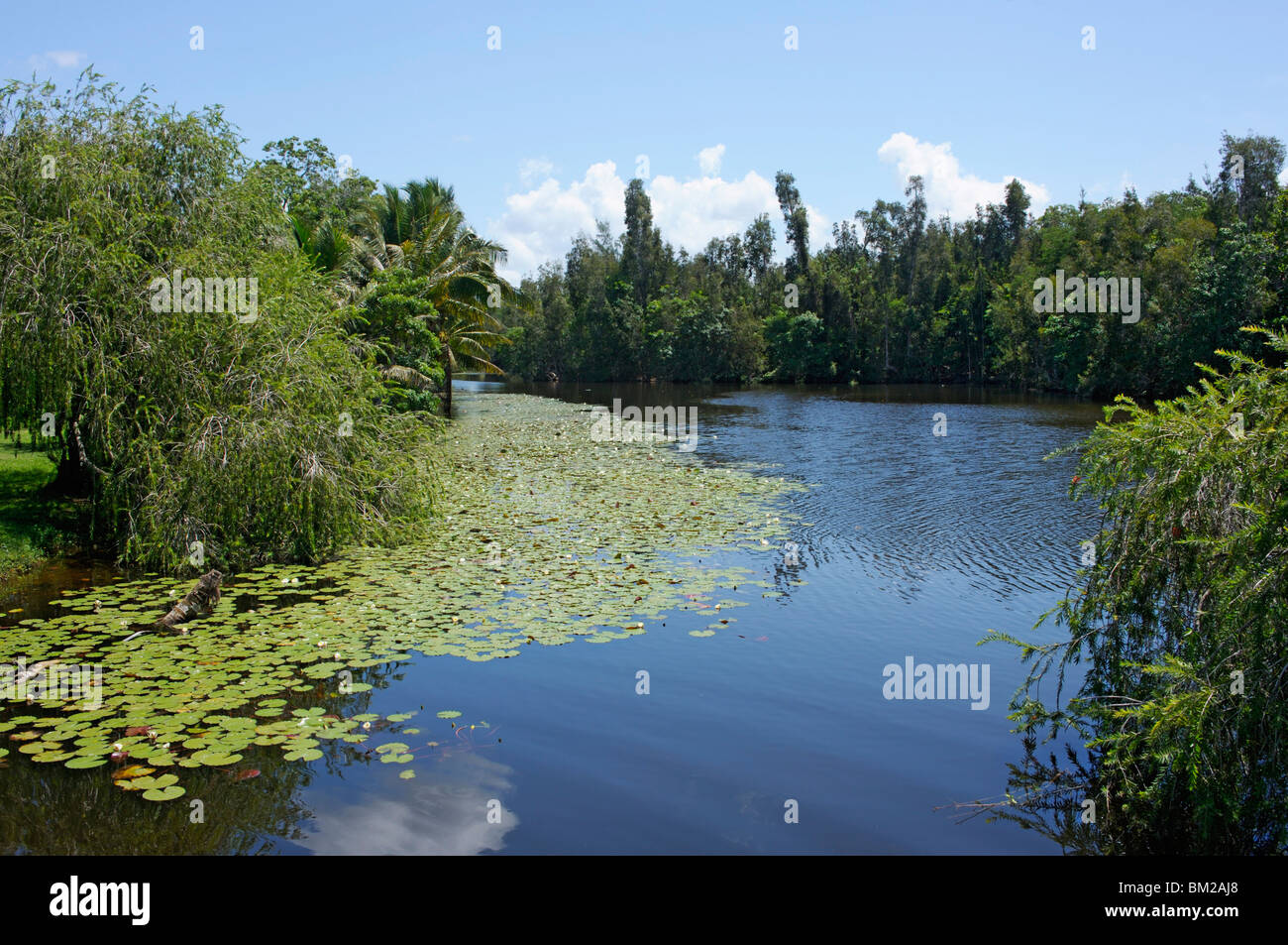 Laguna del Tesoro (Tesoro Laguna), la penisola di Zapata, Matanzas, Cuba, West Indies Foto Stock