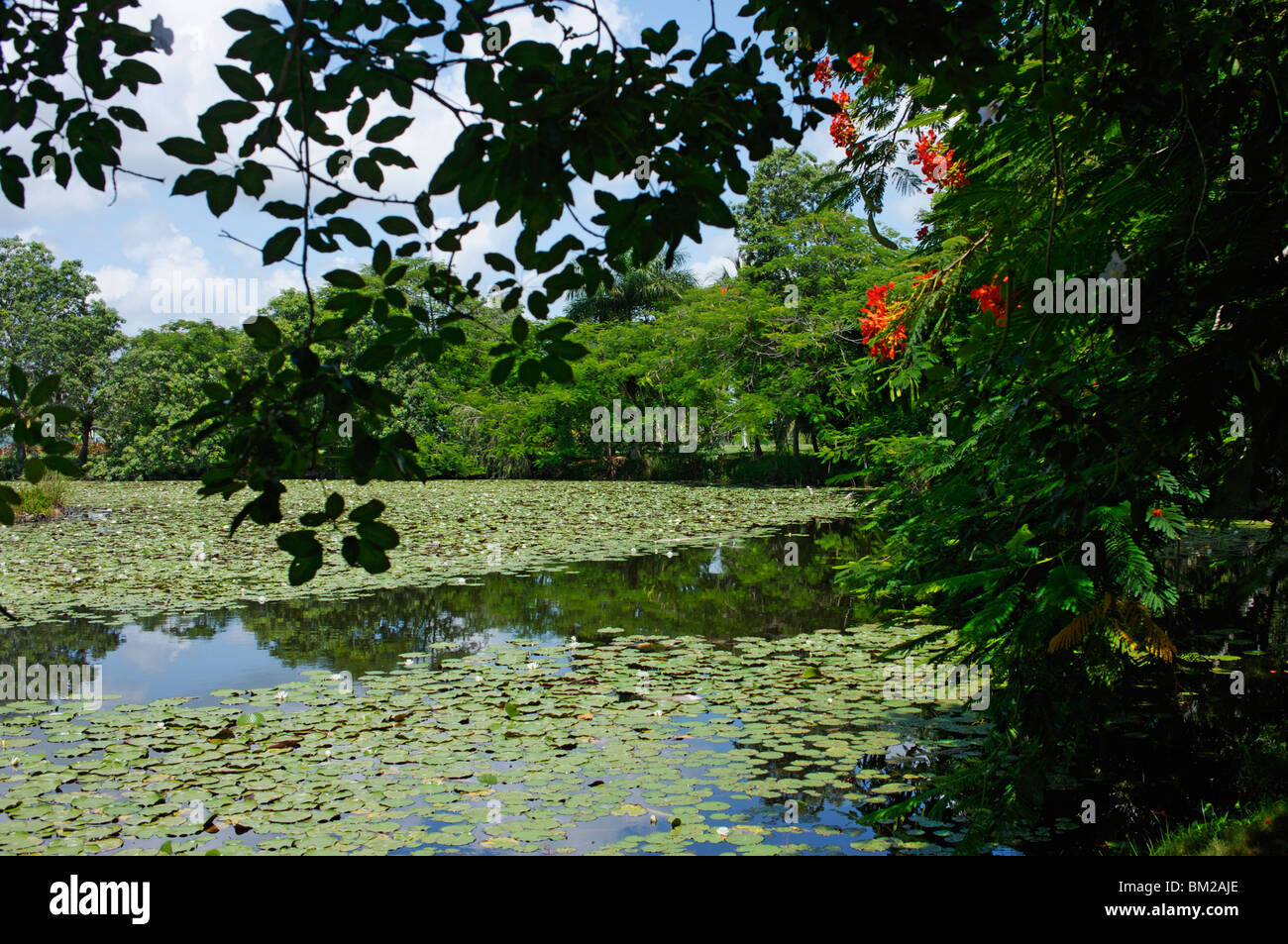 Laguna del Tesoro (Tesoro Laguna), la penisola di Zapata, Matanzas, Cuba, West Indies Foto Stock