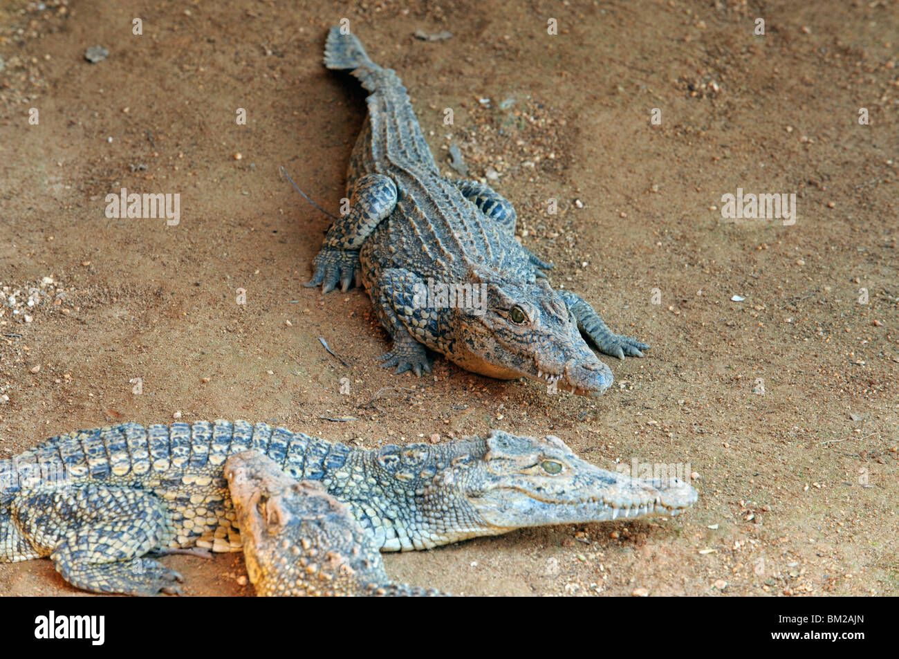 I giovani coccodrilli in coccodrillo centro di allevamento, Laguna del Tesoro (Tesoro Laguna), Matanzas, Cuba, West Indies Foto Stock