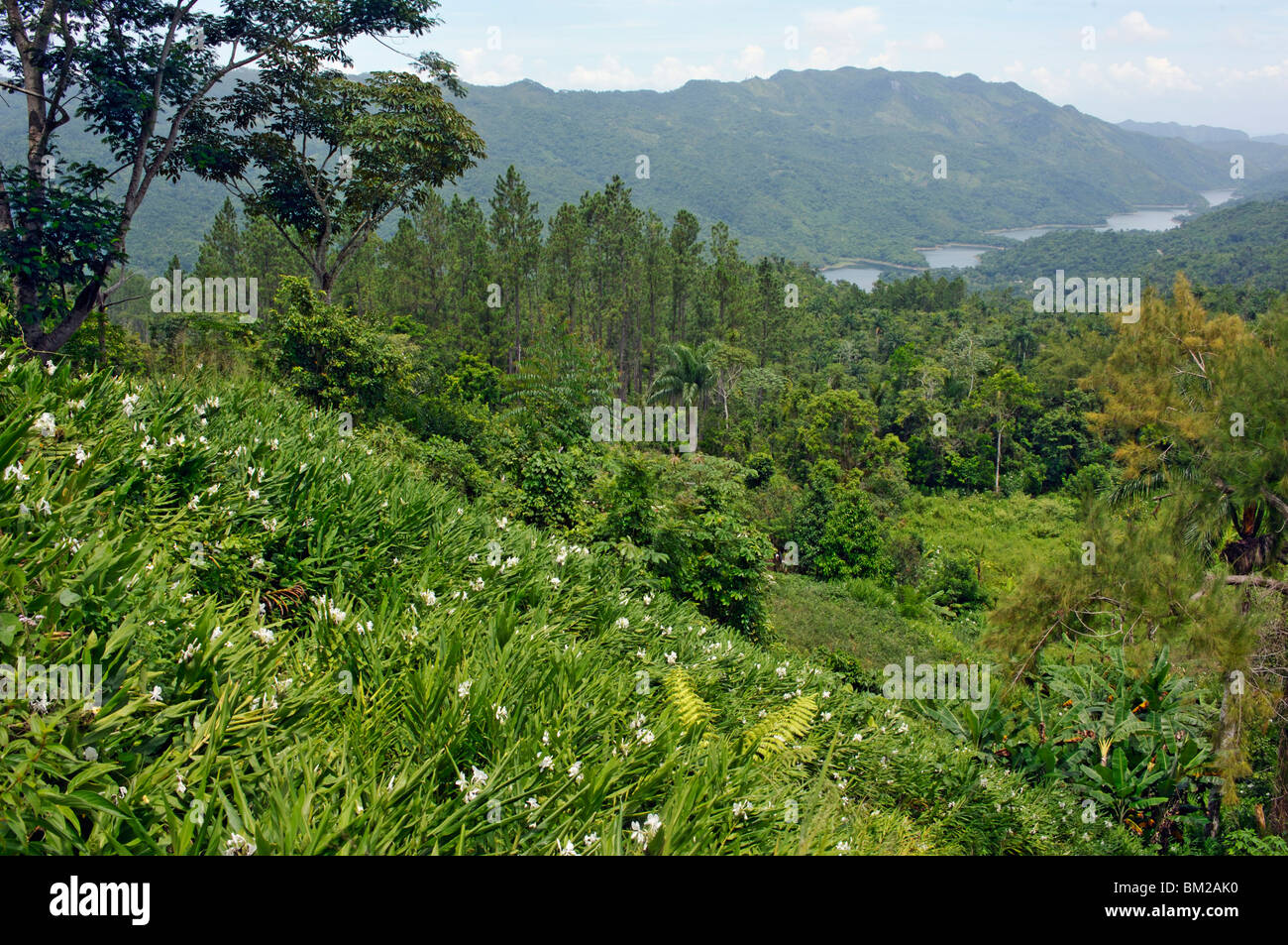 Una banca di butterfly lillies affacciato sul serbatoio Hanabanilla nelle montagne Escambray, Villa Clara, Cuba Foto Stock