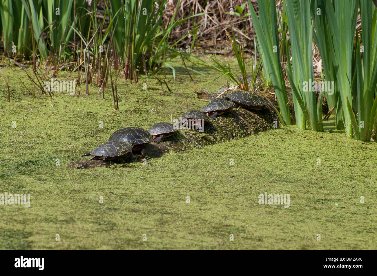 Dipinto di tartarughe crogiolarsi sotto il sole primaverile Foto Stock