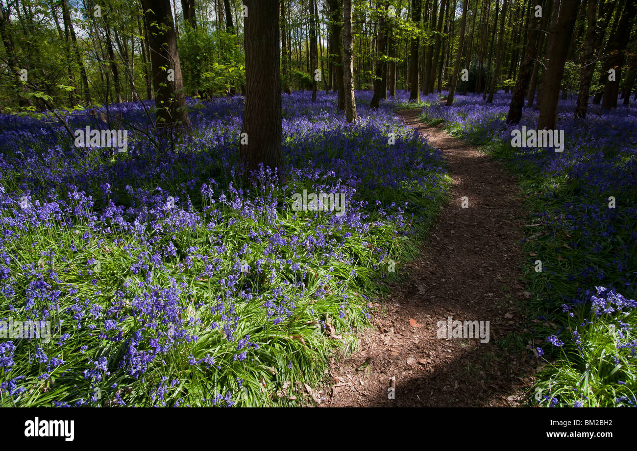 Percorso serpeggiante attraverso il bluebells nel bosco Foto Stock