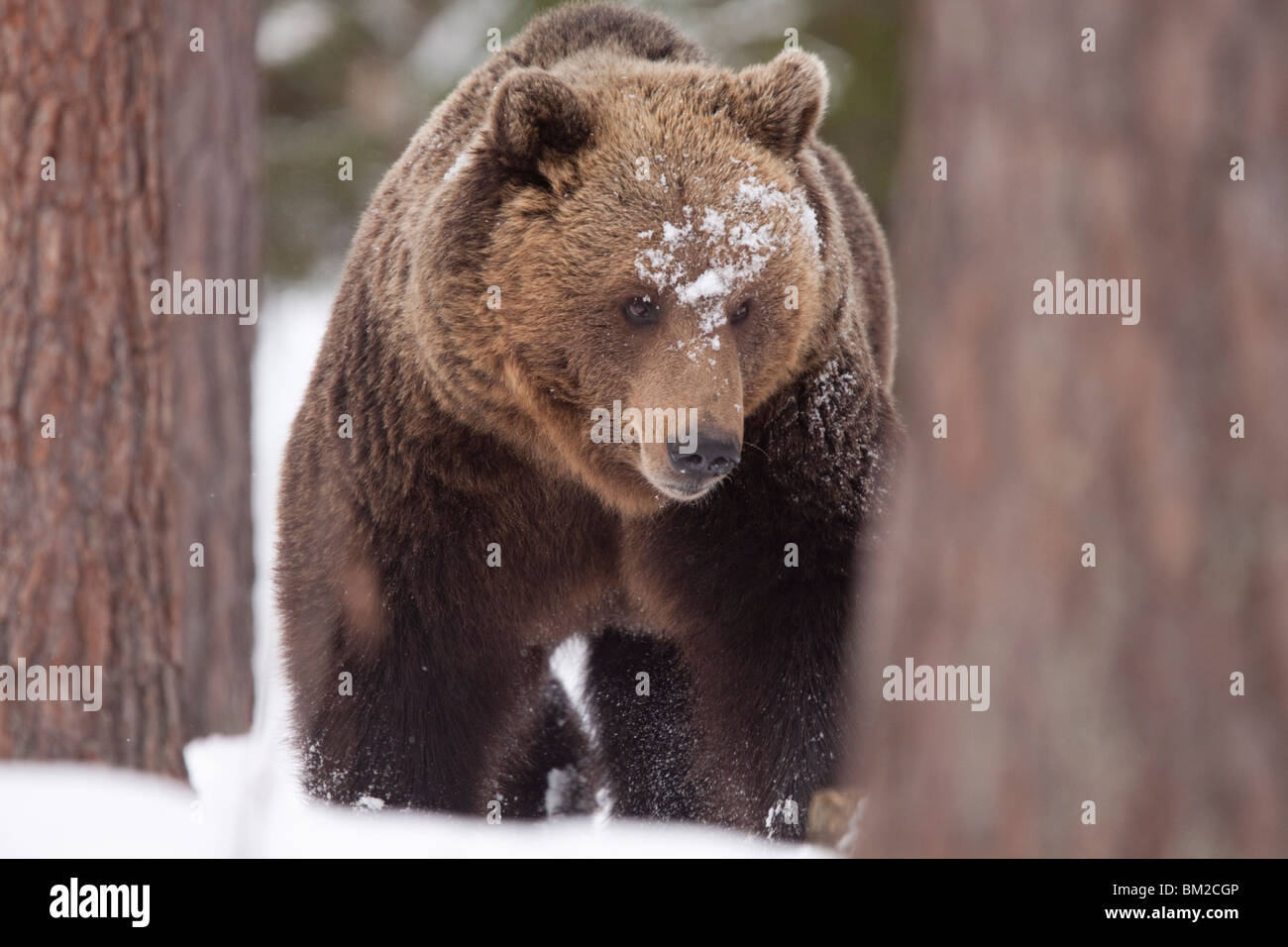 Eurasian orso bruno nella neve nella Taiga forest. Foto Stock