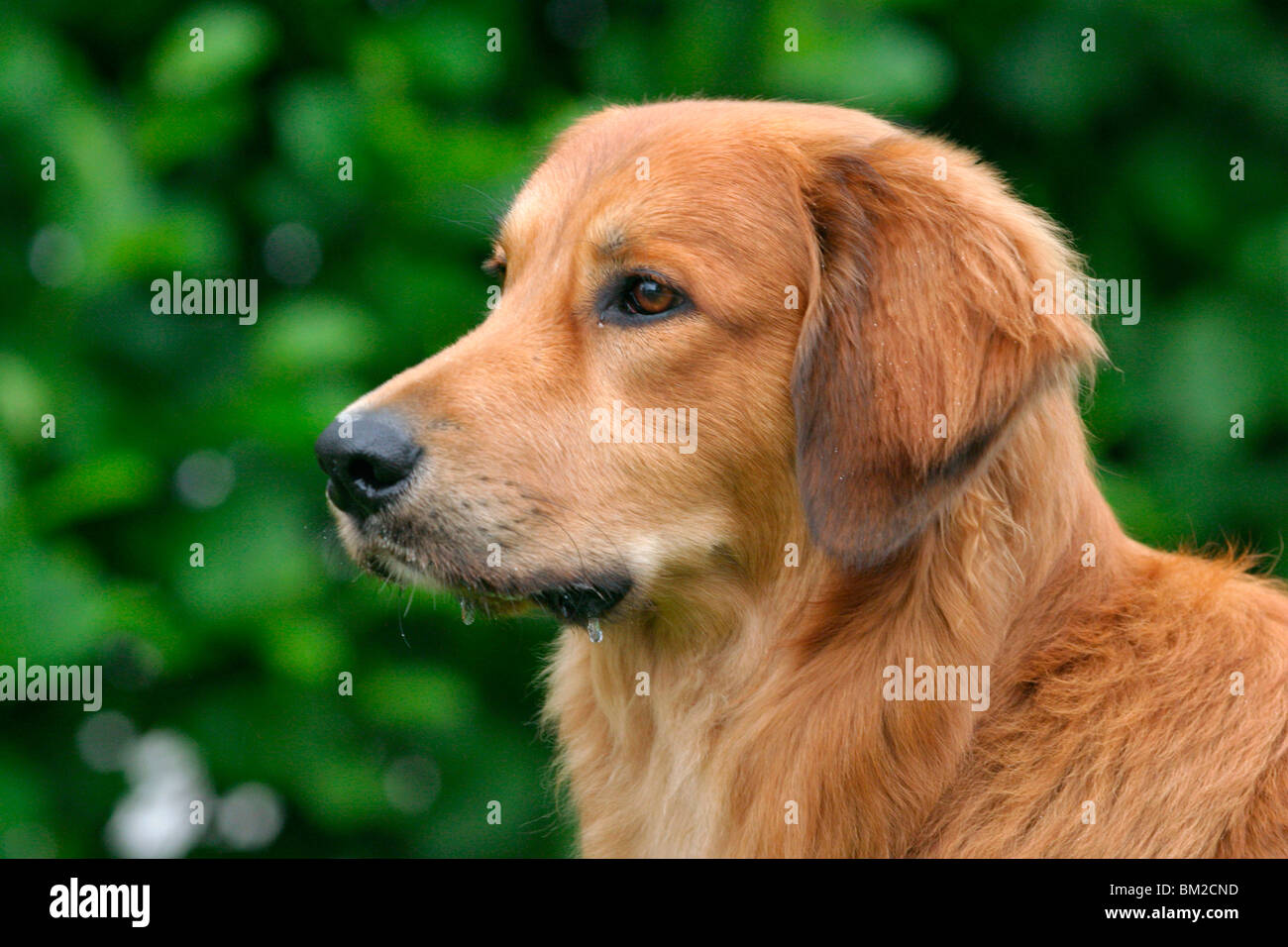 Hovawart Mischling Profil / Hovawart Mongrel profilo Foto Stock