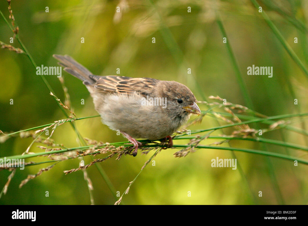 Haussperling / sparrow Foto Stock
