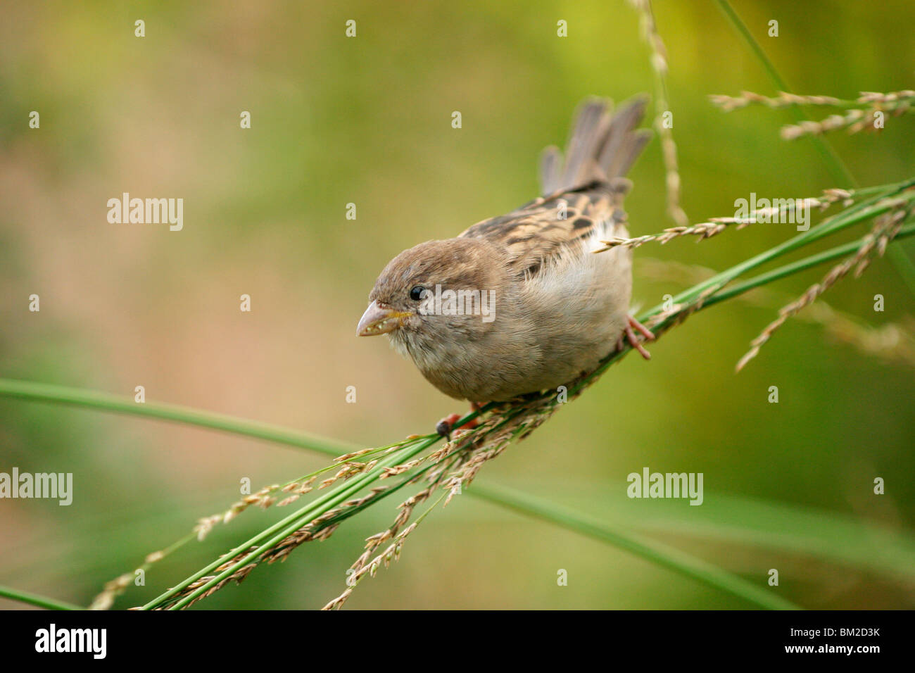 Haussperling / sparrow Foto Stock