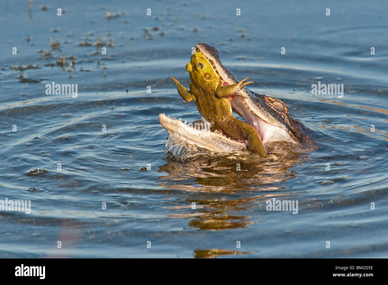 Un piccolo coccodrillo di mangiare una grande rana Foto Stock