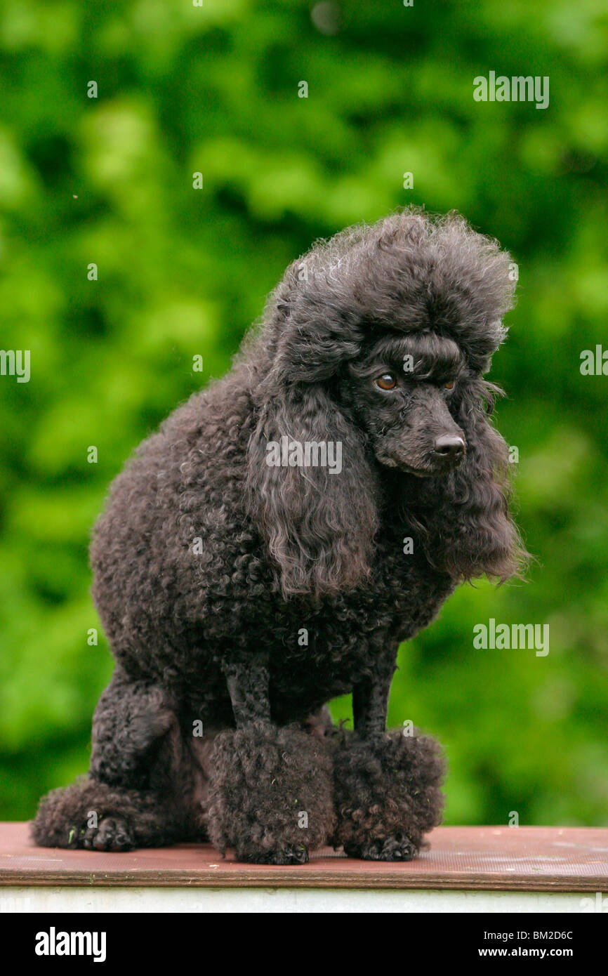 Sitzender Pudel / seduta poodle Foto Stock