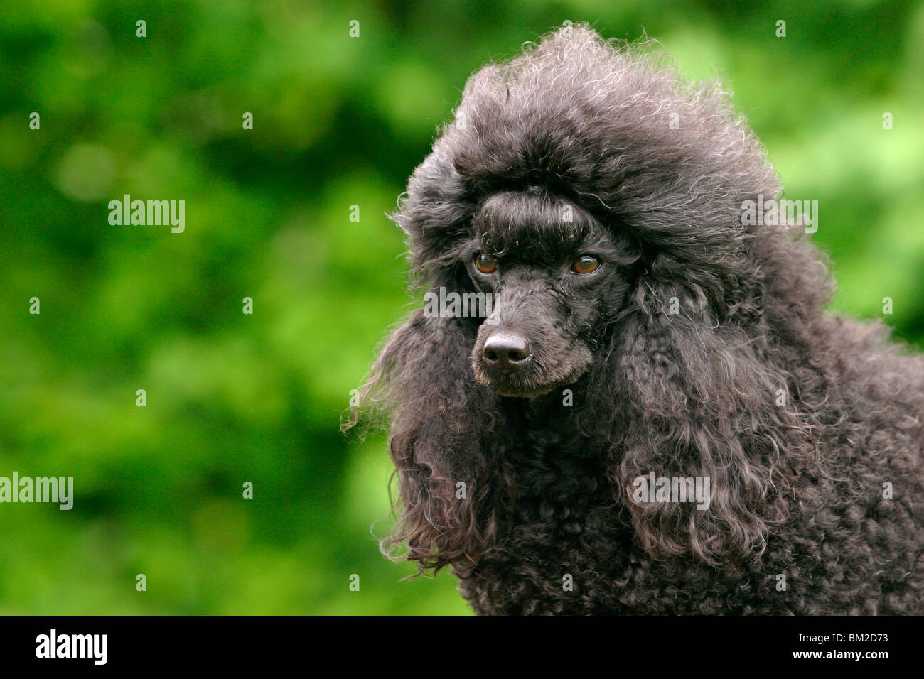 Pudel / Poodle ritratto Foto Stock