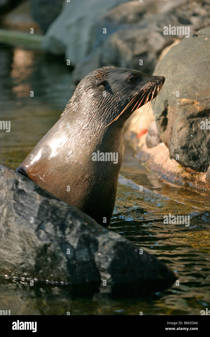 Ohrenrobbe / guarnizione Foto Stock