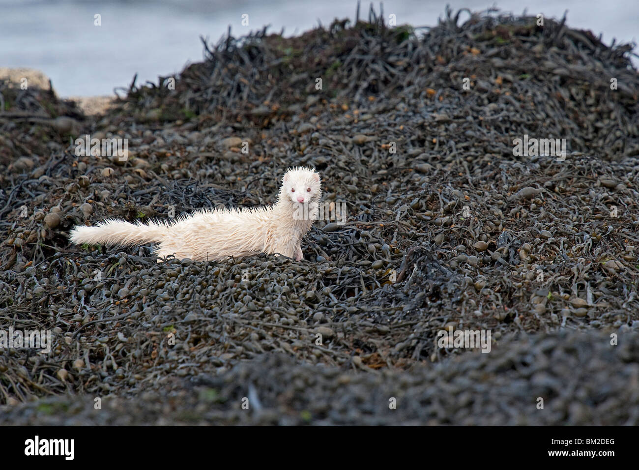 Albino caccia visone lungo un mare loch in Scozia Foto Stock