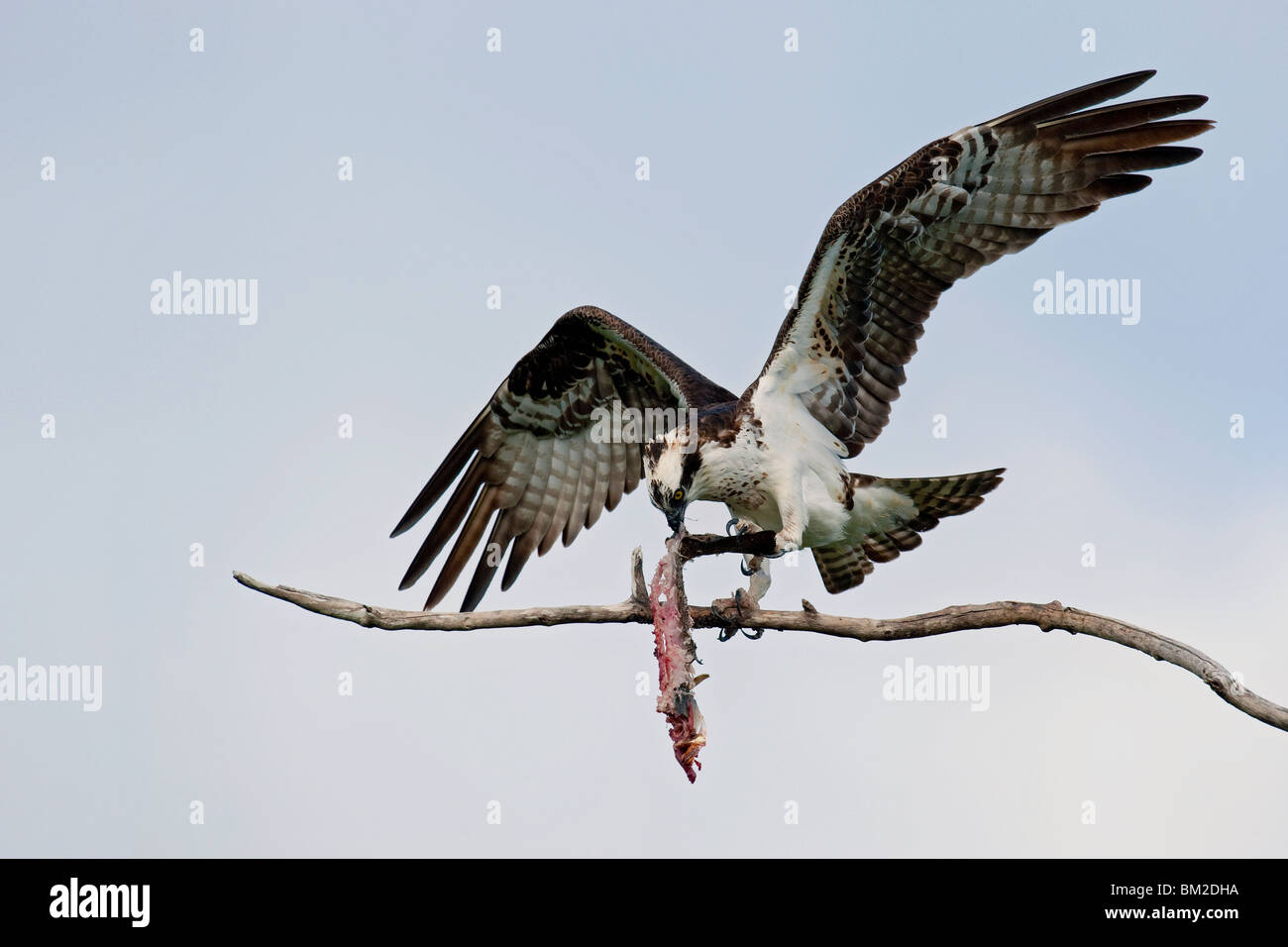 Osprey mangiando un pesci di grandi dimensioni in una struttura ad albero Foto Stock