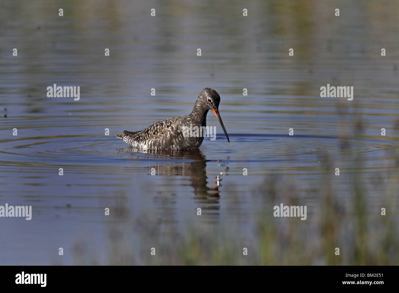 Spotted Redshank Spotted Tringa erythropus Foto Stock