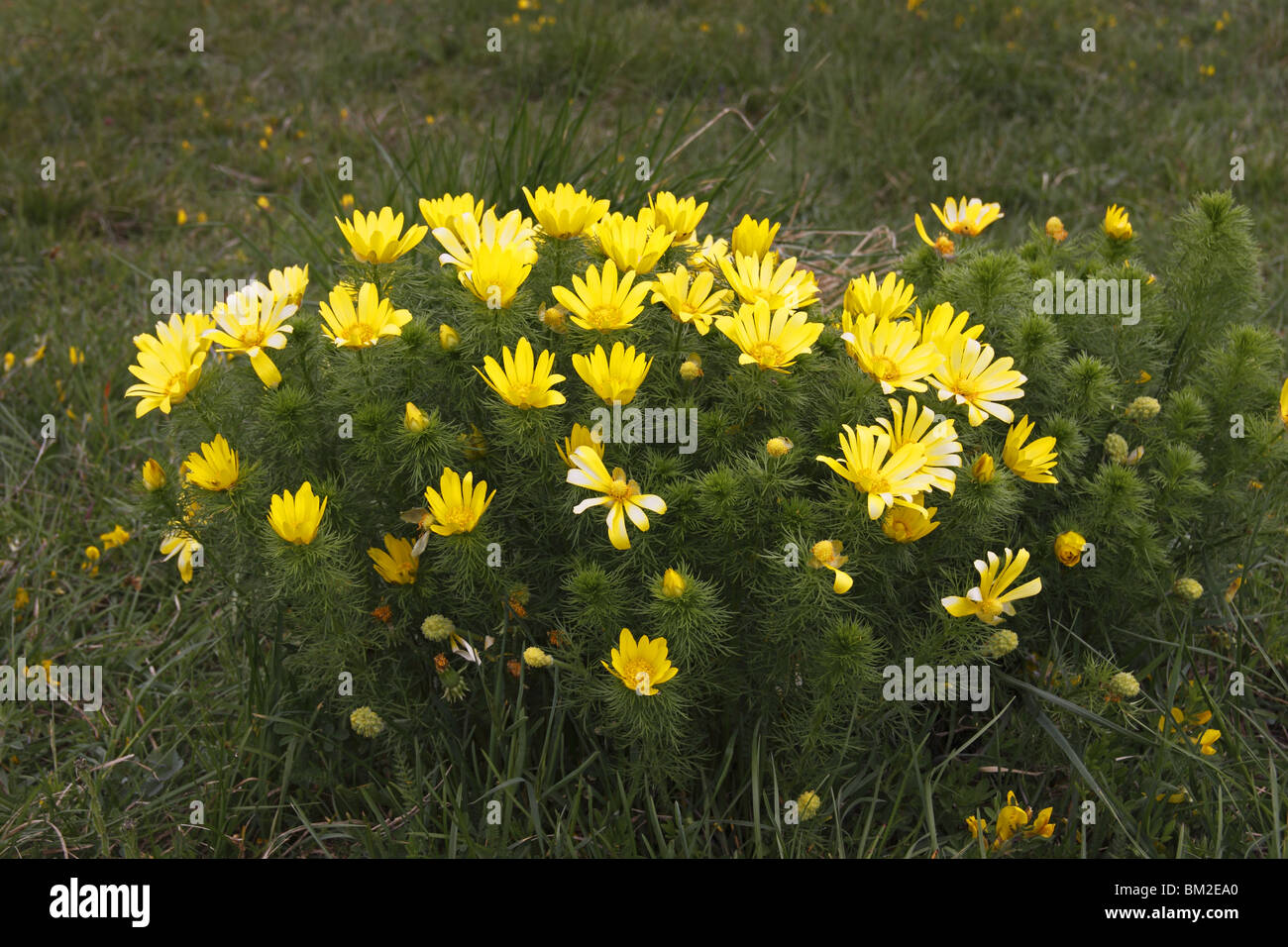 Frühlings-Adonisröschen,, Adonis vernalis, Foto Stock