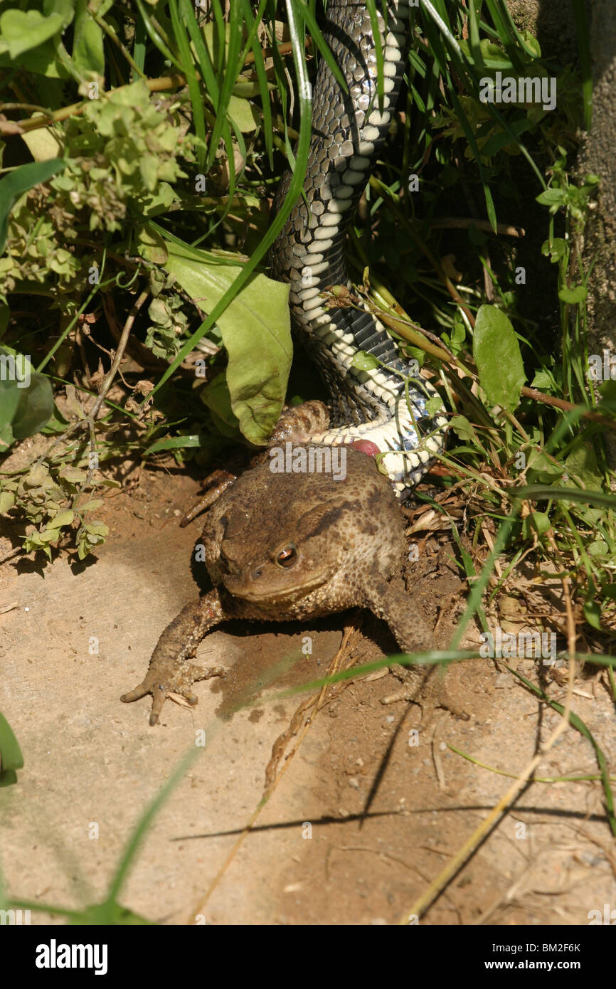 Ringelnatter frißt Kröte/anello serpente con toad Foto Stock