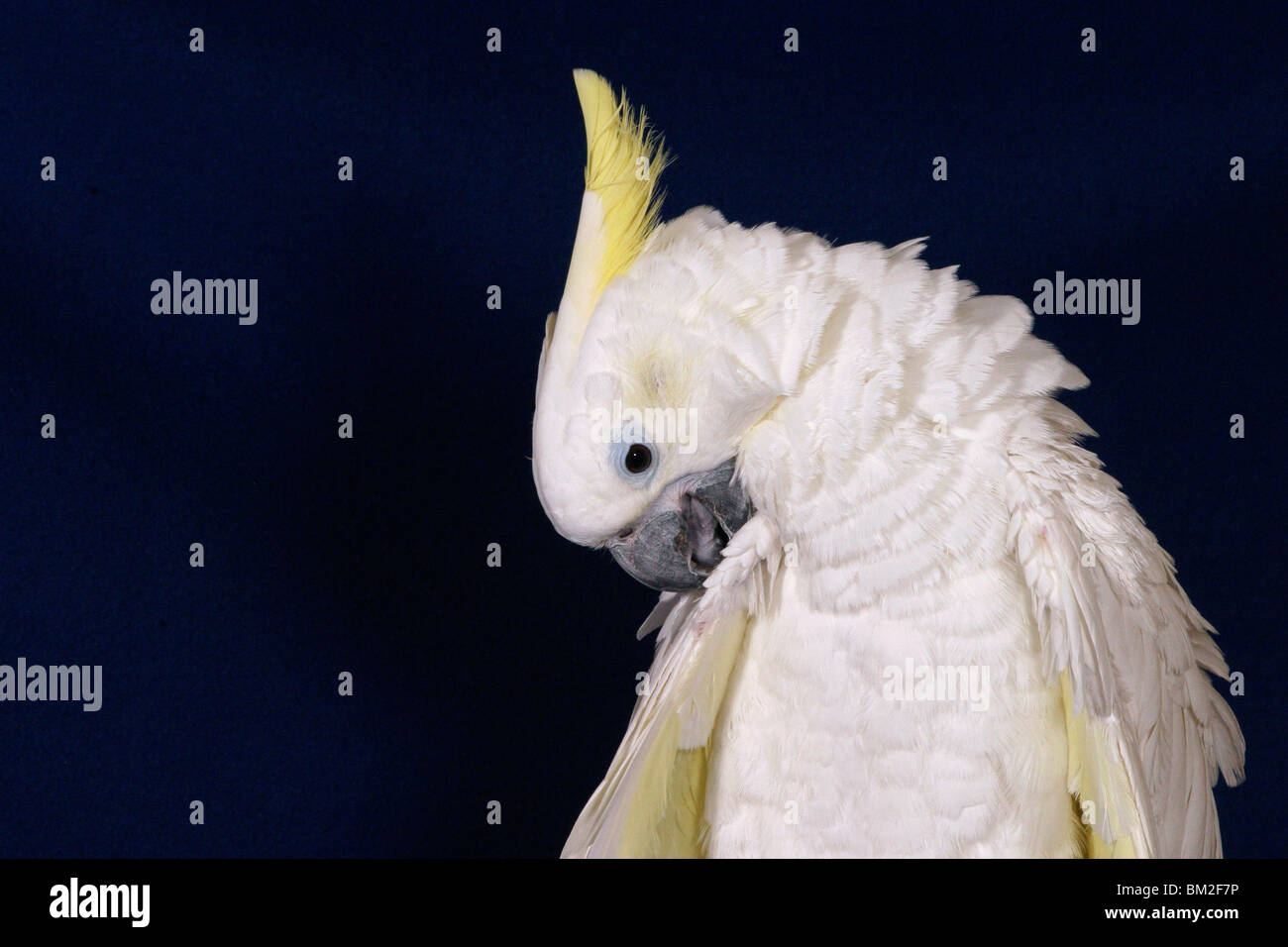 Gelbwangenkakadu bei der Gefiederpflege / Pulizia Cacatua Foto Stock