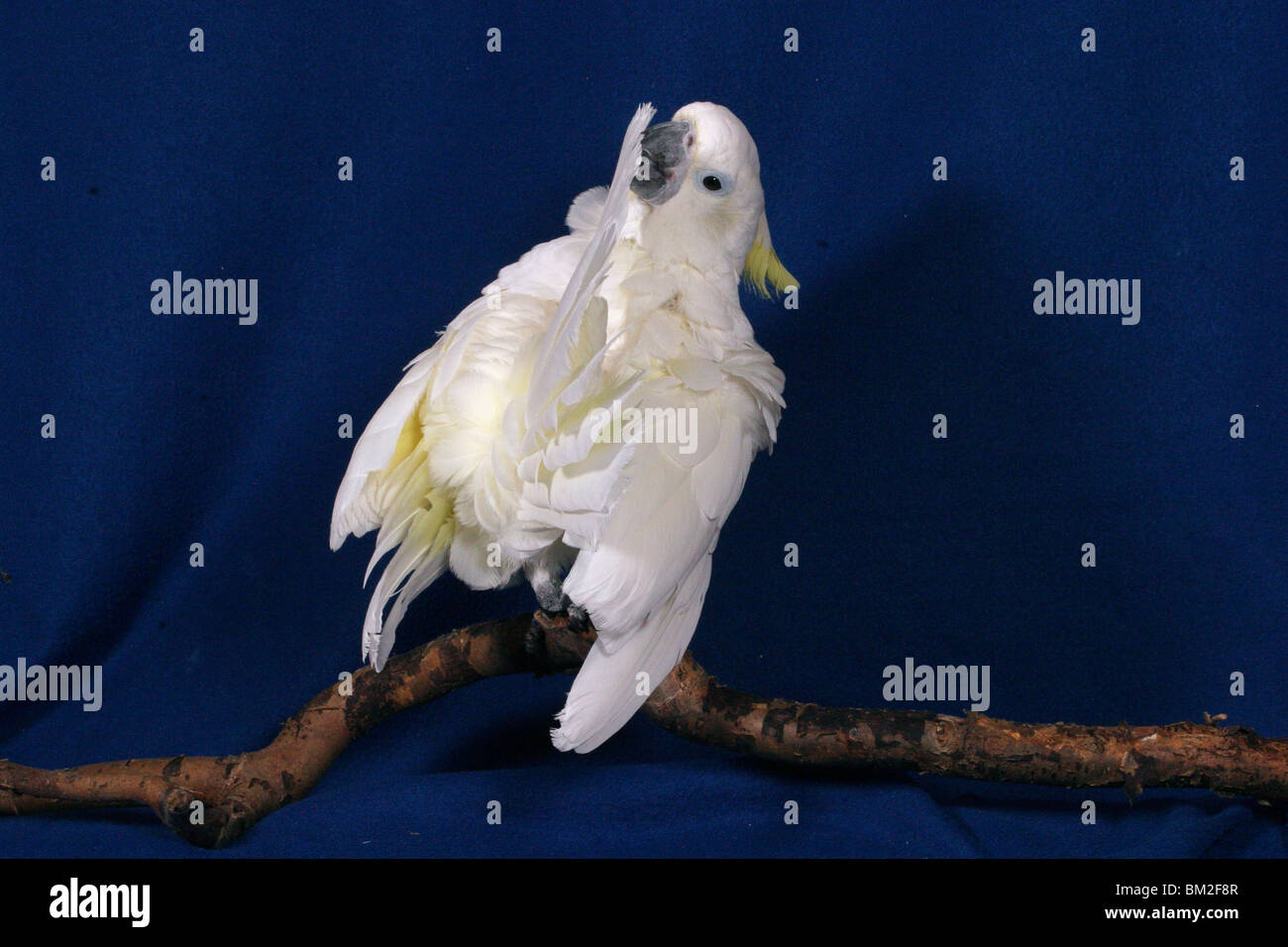 Gelbwangenkakadu / Cacatua Foto Stock