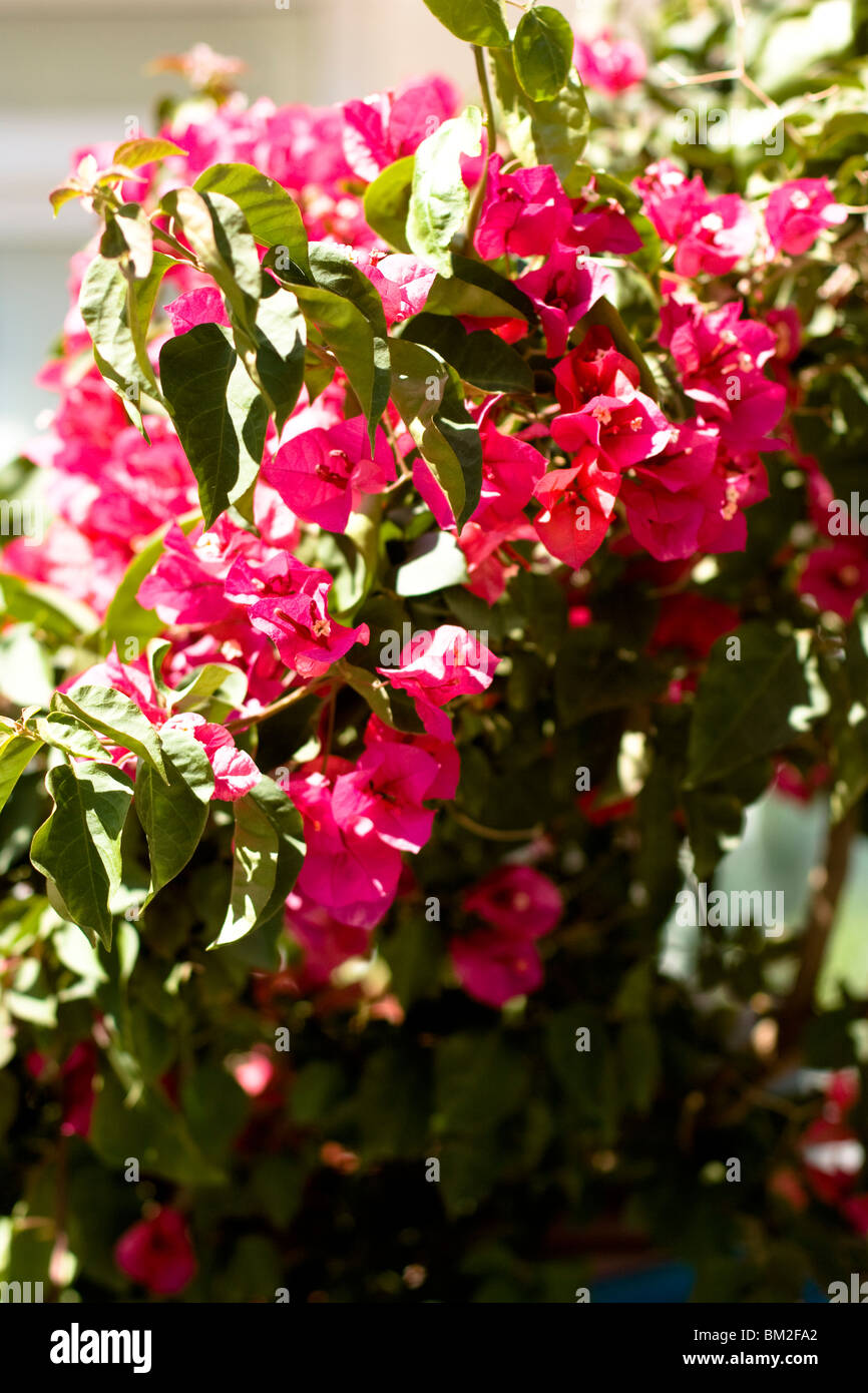 Bouganvillea (Bougainvillea Spectabilis) in Alanya, Turchia. Foto Stock