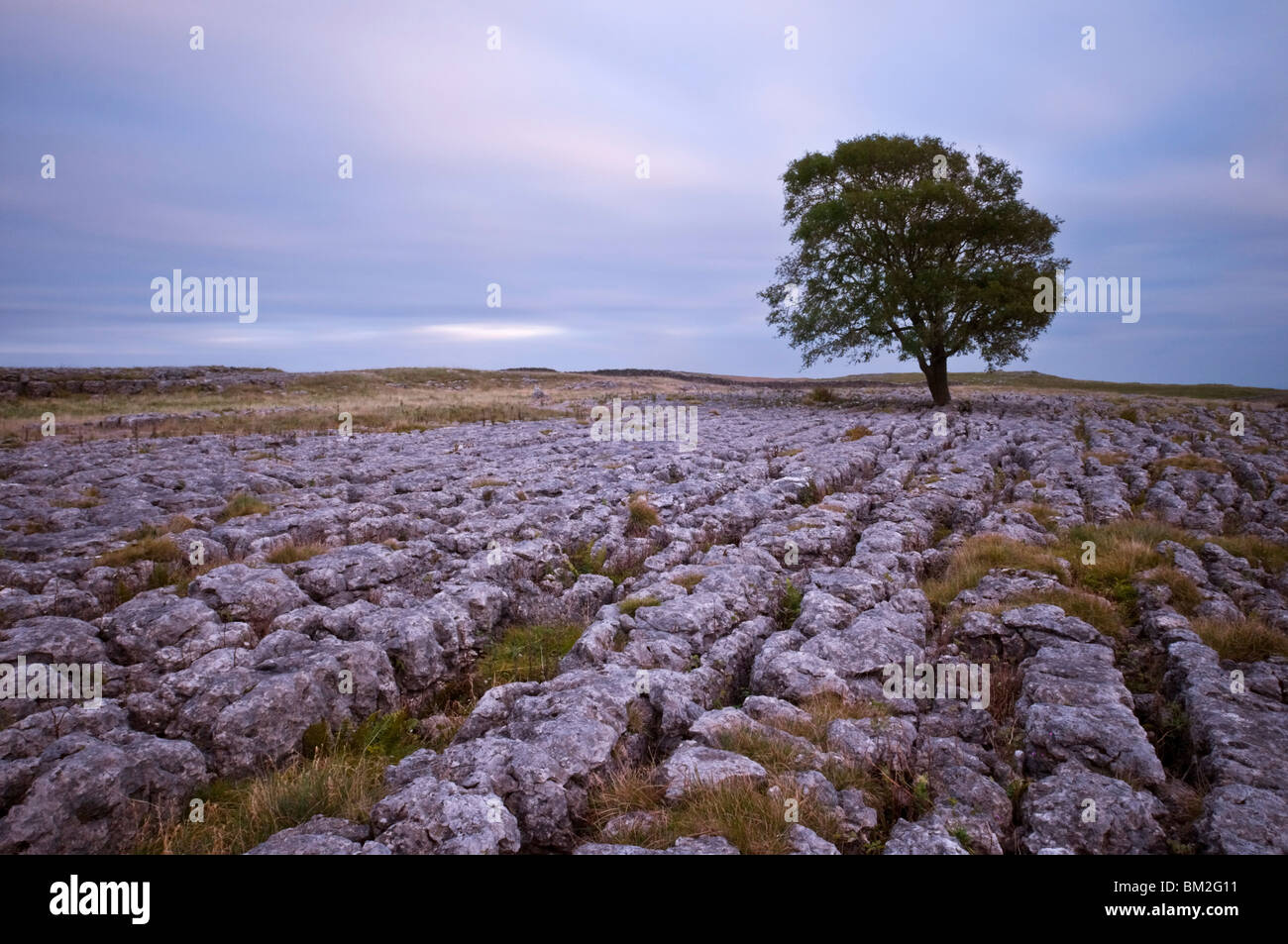 Un lone Albero di biancospino sul calcare marciapiede esterno Malham, Yorkshire, Regno Unito Foto Stock