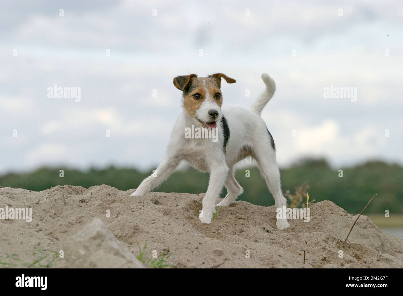 Parson Russell Terrier Foto Stock