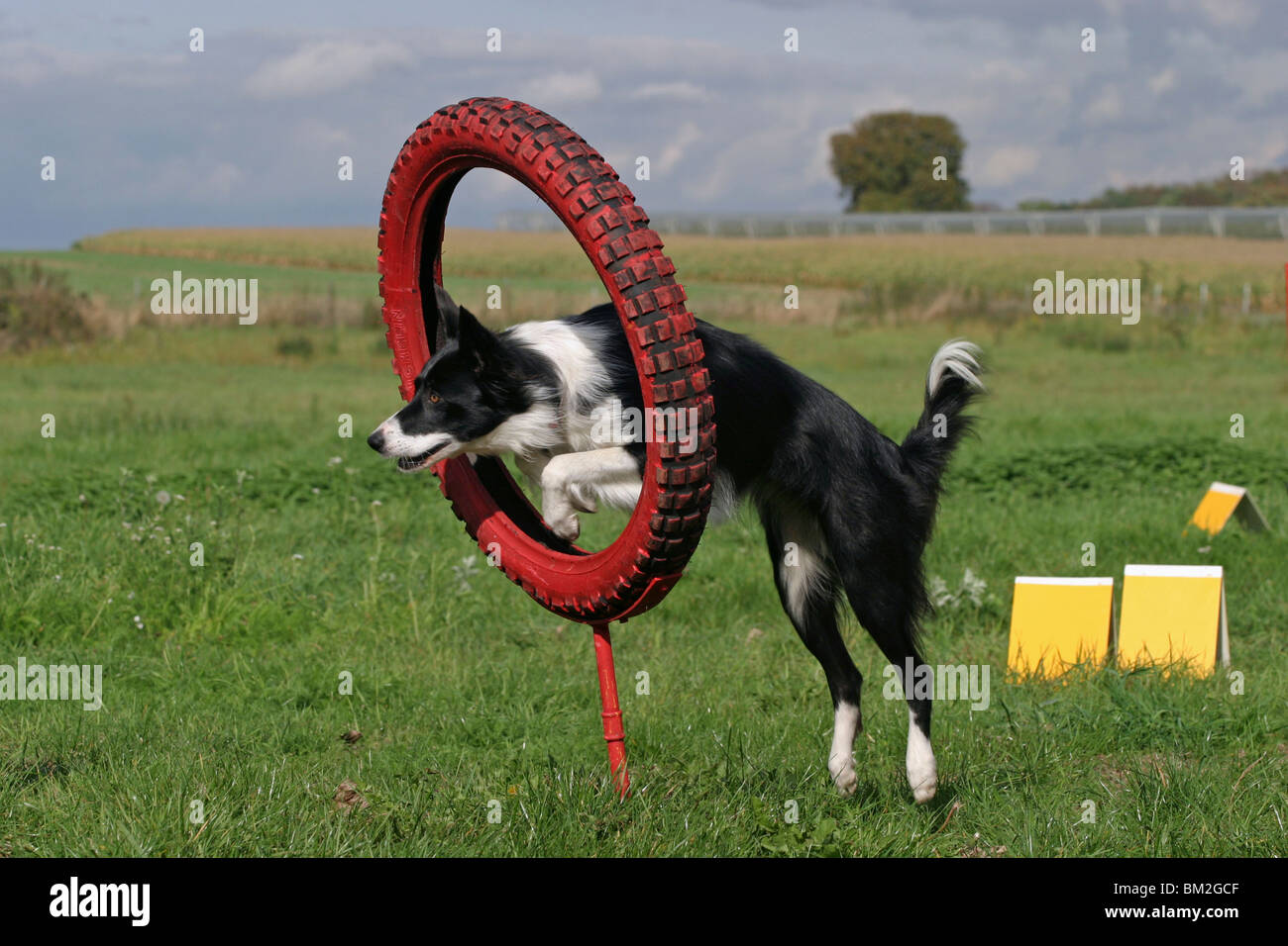 Border Collie springt durch den Reifen / Agilty Foto Stock