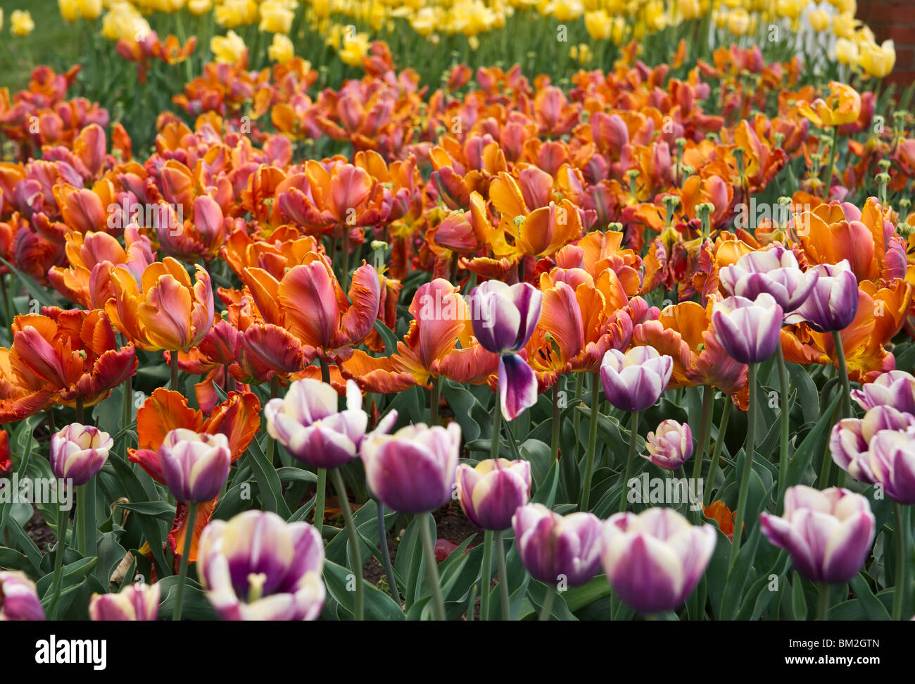 Campo di tulipani colorati in fiore Parrot King in Holland Michigan dall'alto sfocatura della vista dall'alto sfondo sfocato orizzontale negli Stati Uniti ad alta risoluzione Foto Stock