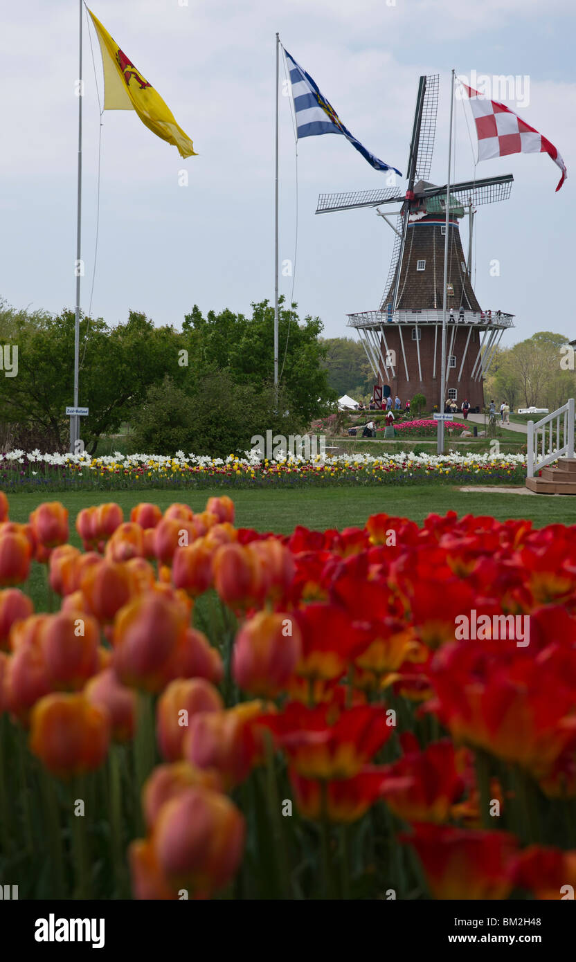 Tulip Time festival olandese Olanda Michigan negli Stati Uniti un autentico mulino a vento olandese De Zwaan in primavera a Windmill Island durante una fiera commerciale ad alta risoluzione Foto Stock