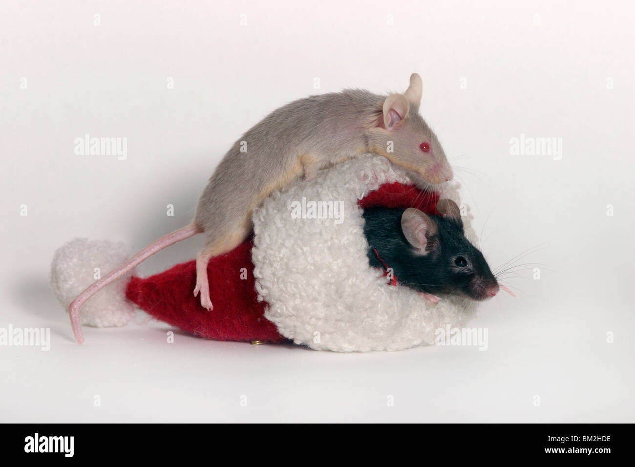 Farbmaus Weihnachten / mouse natale Foto Stock