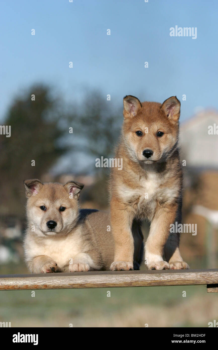 Westsibirischer Laika Welpen / Laika cuccioli Foto Stock