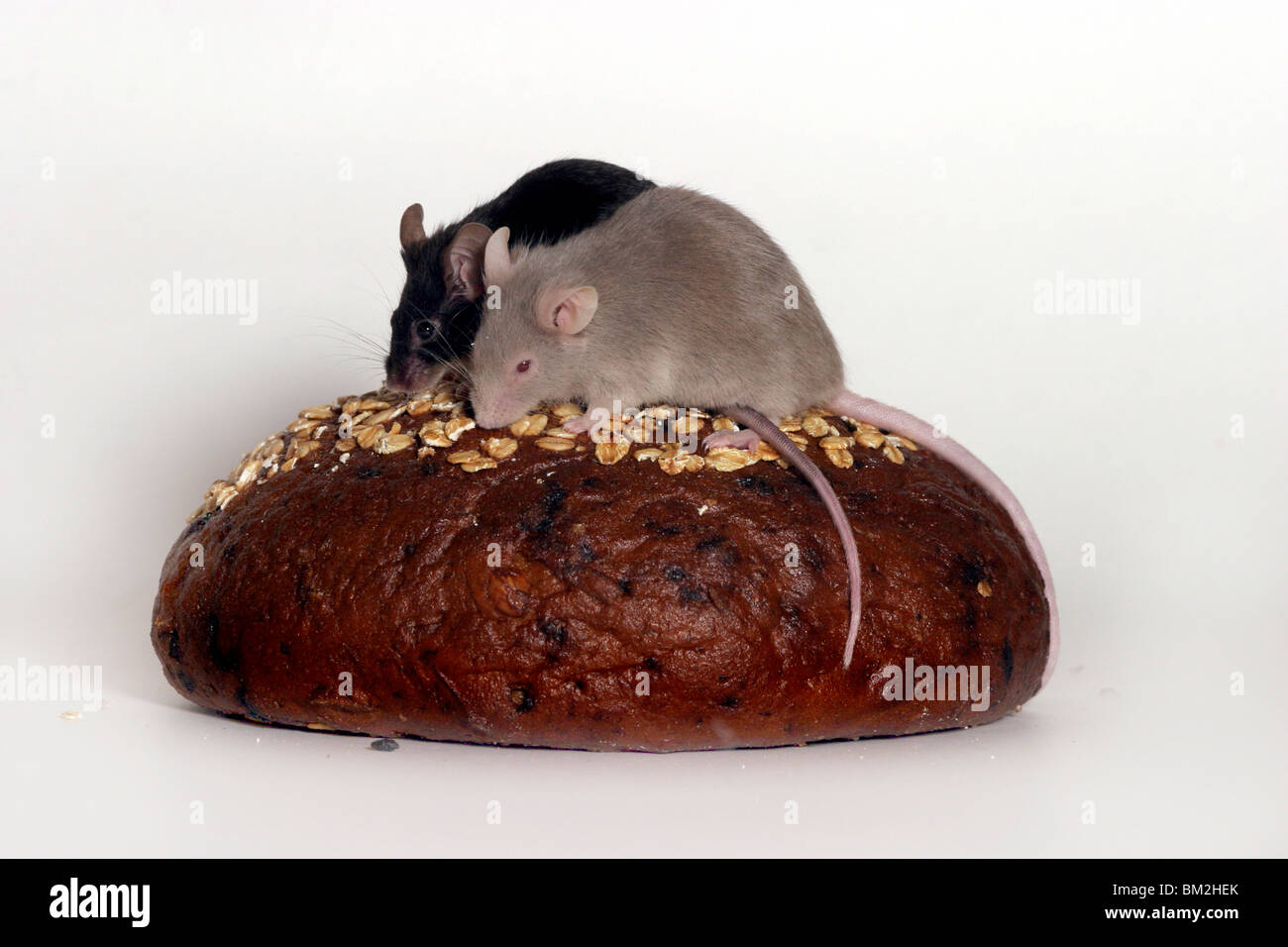 Farbmäuse auf Brot / topi con pane Foto Stock