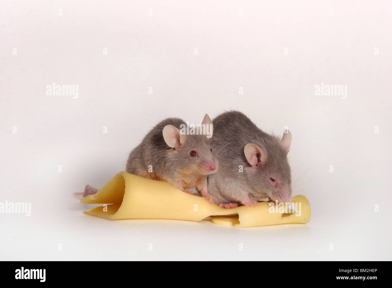 Mäuse mit Käse / topi con formaggio Foto Stock