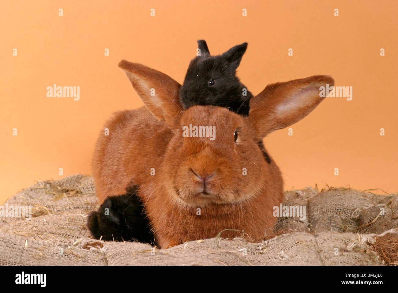 Mutter & junge Kaninchen / madre & conigli giovani Foto Stock