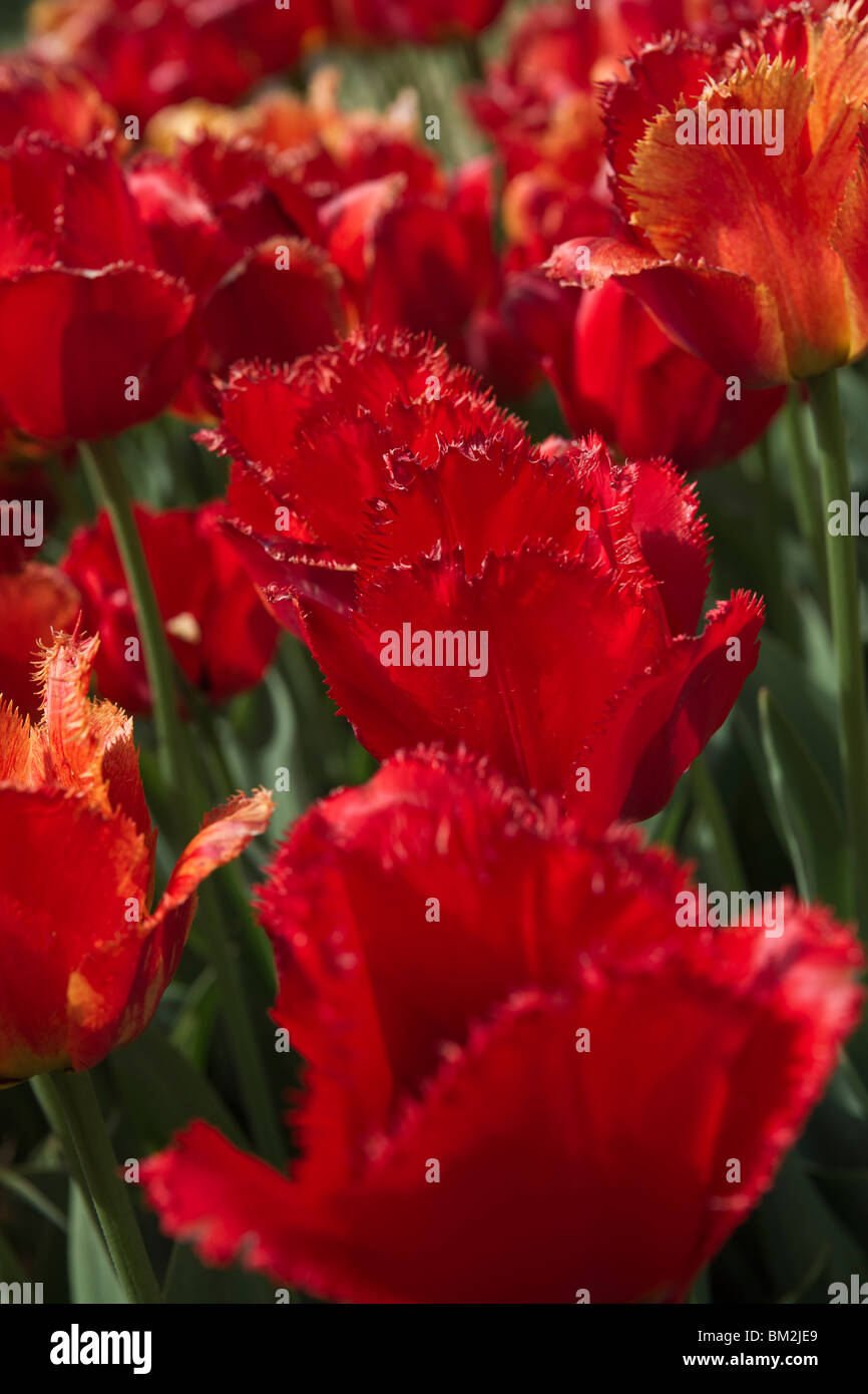 Un primo piano di tulipani di Apeldoorn con frange rosse in fiore presi in Holland Michigan dall'alto, nessuno ad alta risoluzione Foto Stock