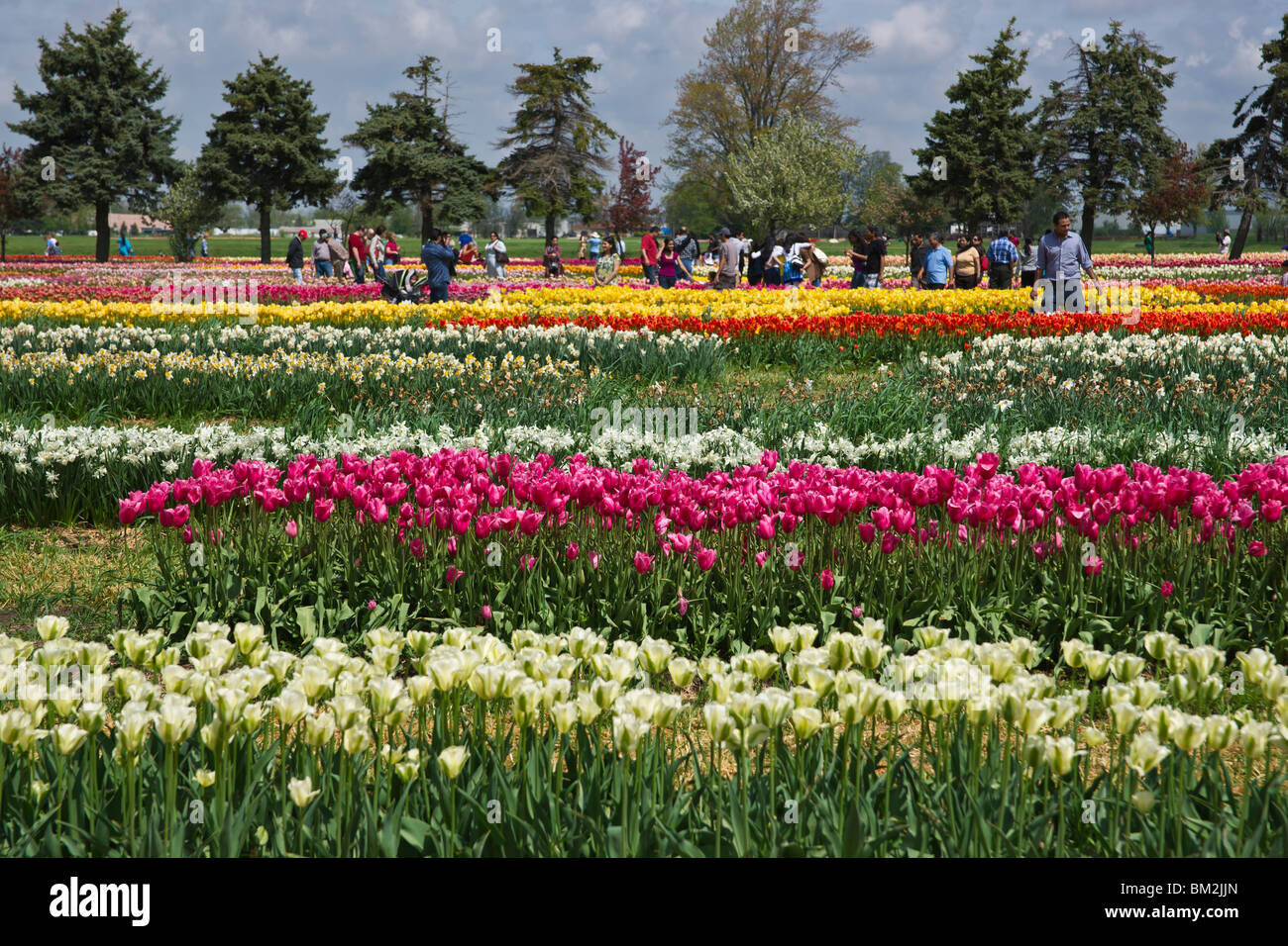 Festival del tempo dei tulipani Olanda, Michigan negli Stati Uniti, persone che ammirano il colorato campo di tulipani che fioriscono nei giardini pubblici durante una fiera commerciale ad alta risoluzione Foto Stock