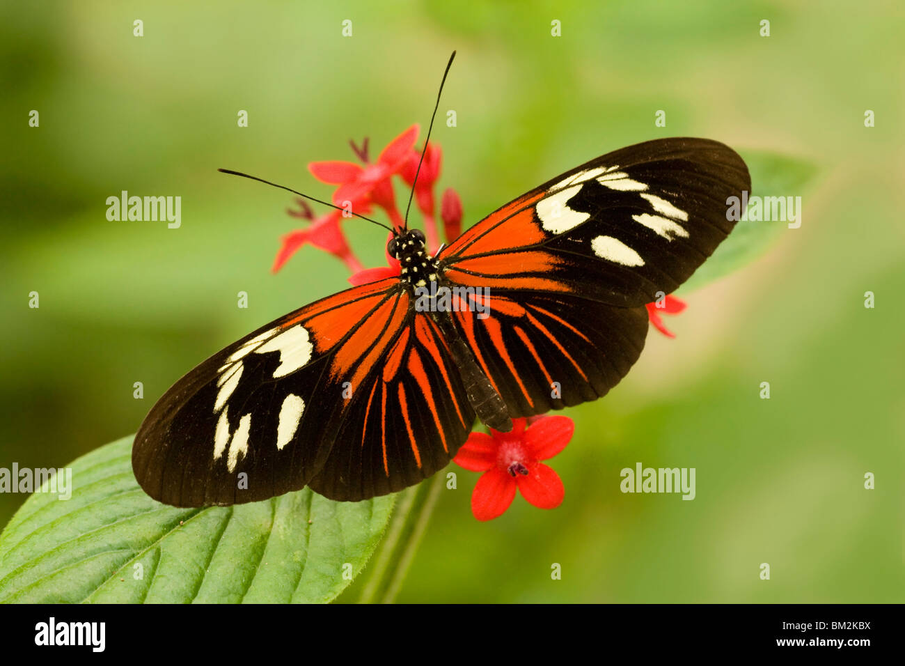 Portalettere butterfly (Heliconius melpomene : Madera) impollinare un fiore Foto Stock