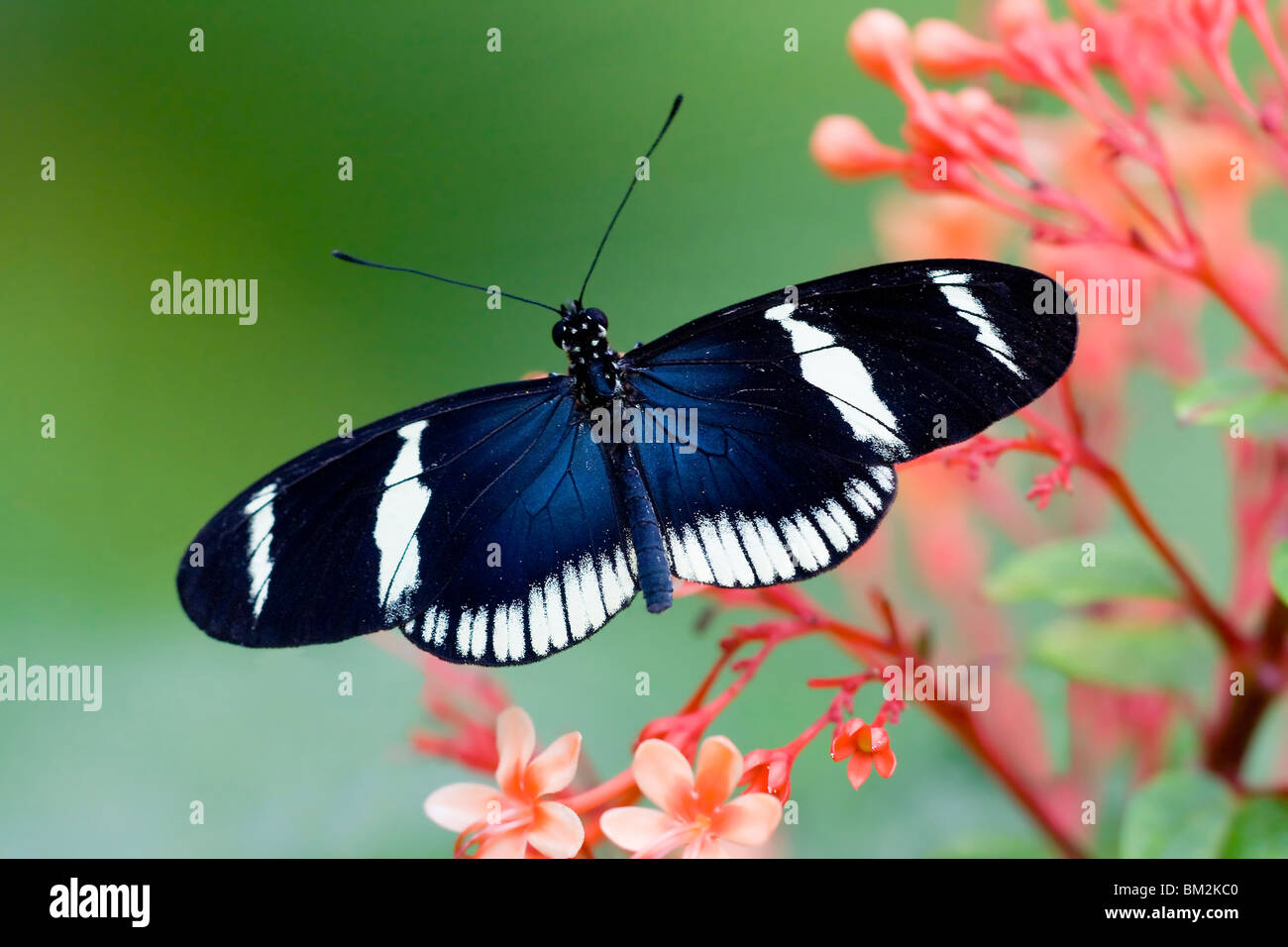 Sara Longwing butterfly (Heliconius sara) impollinare un fiore Foto Stock