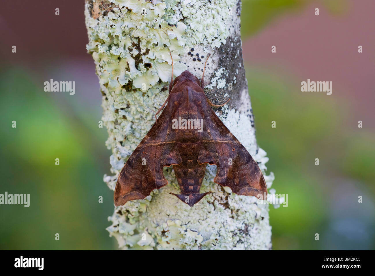 Luttuosi Sphinx moth (Enyo lugubris) sui licheni Foto Stock