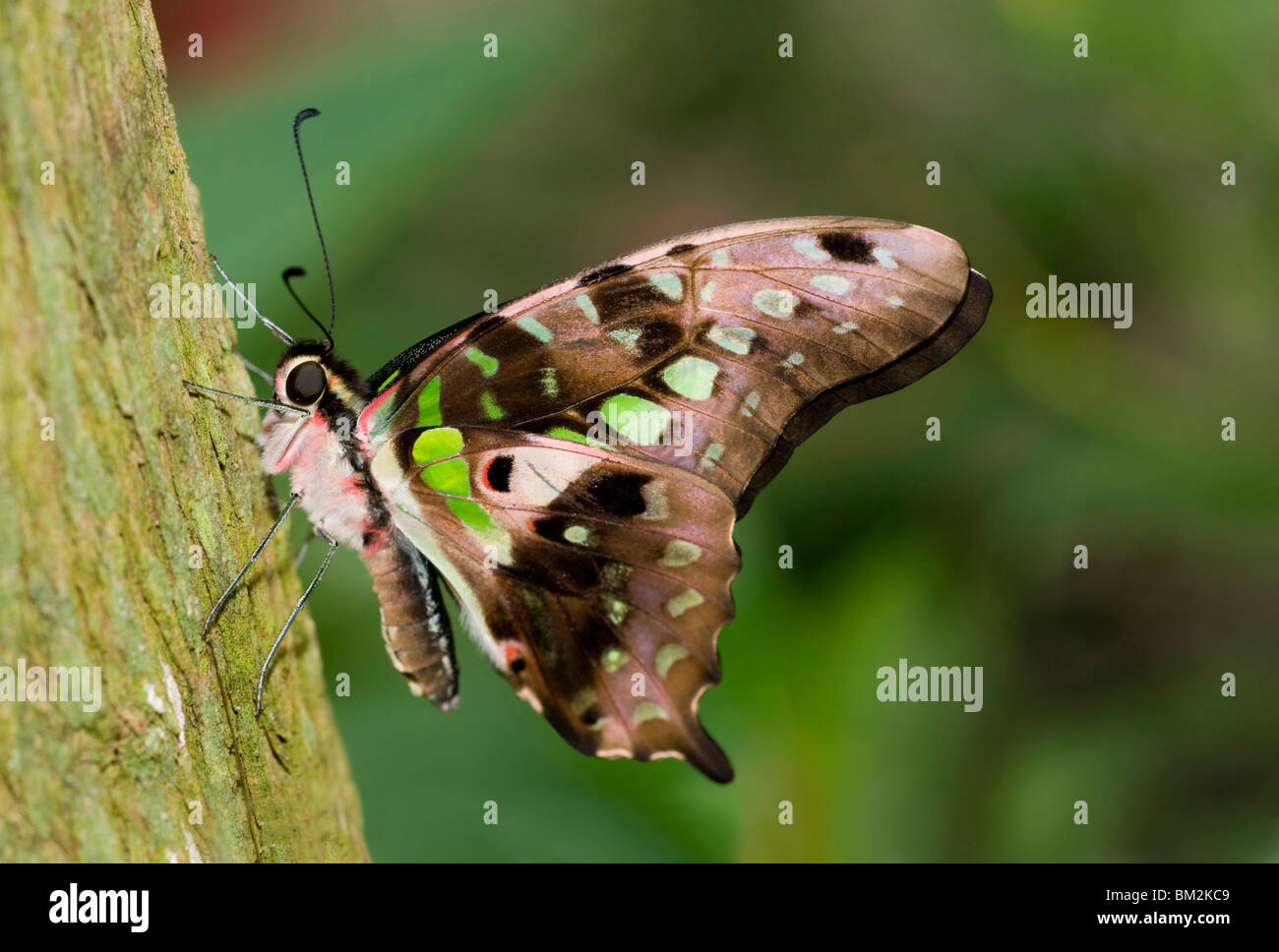 Close-up di una coda di Jay butterfly (Graphium Agamennone) Foto Stock