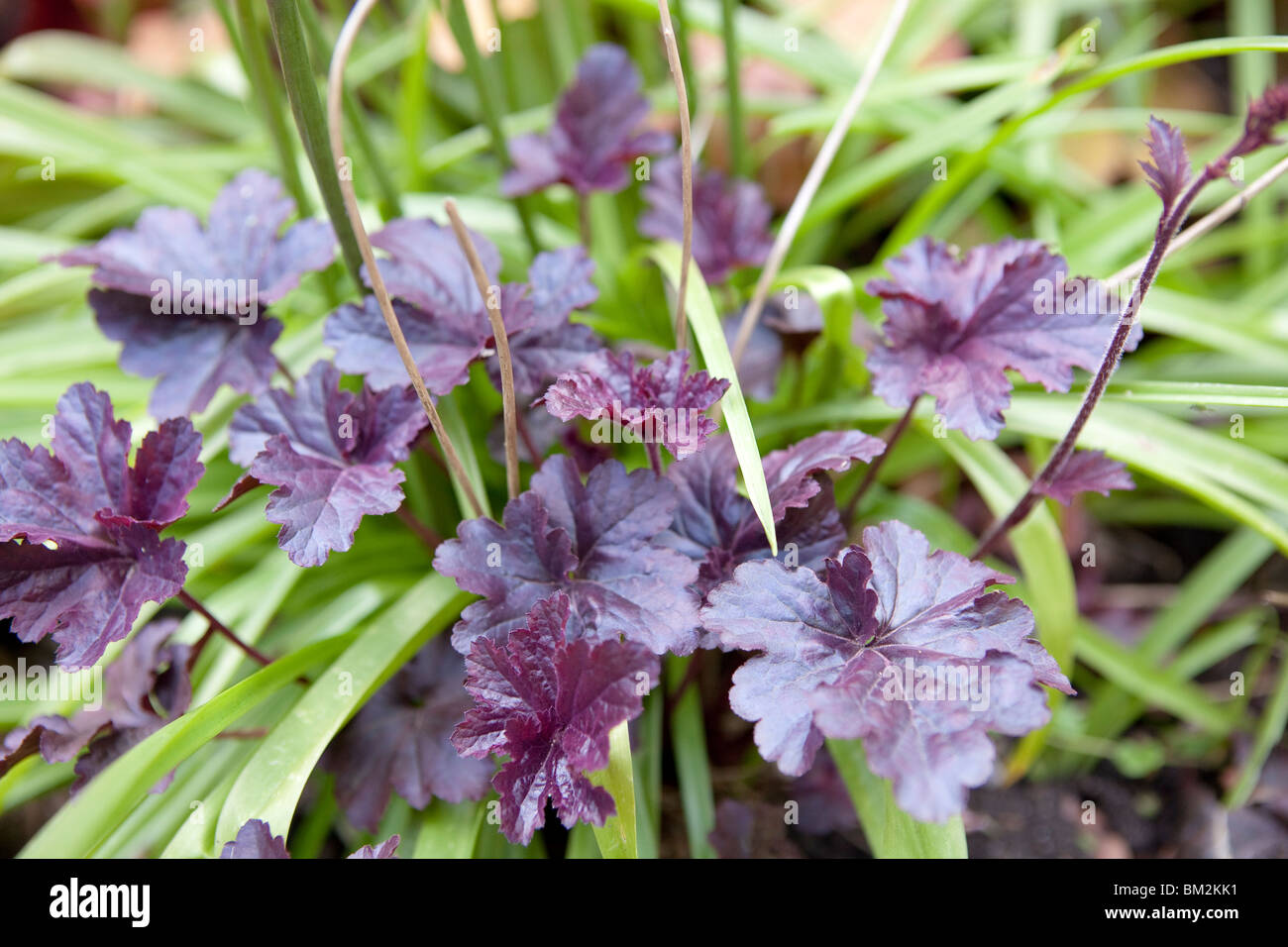 Heuchera ''Palace Purple'' Foto Stock