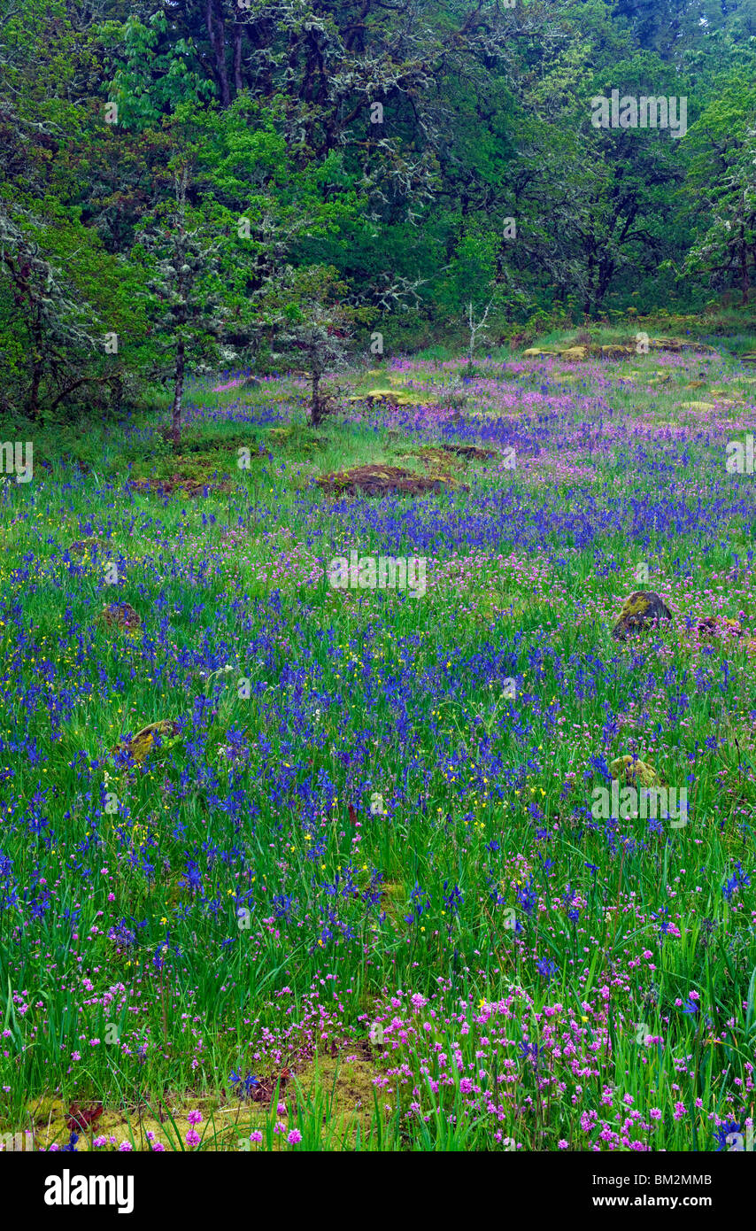 Blue camas e Rosy plectritis fiorisce tra i bianchi alberi di quercia in Oregon di Camassia zona naturale. Foto Stock